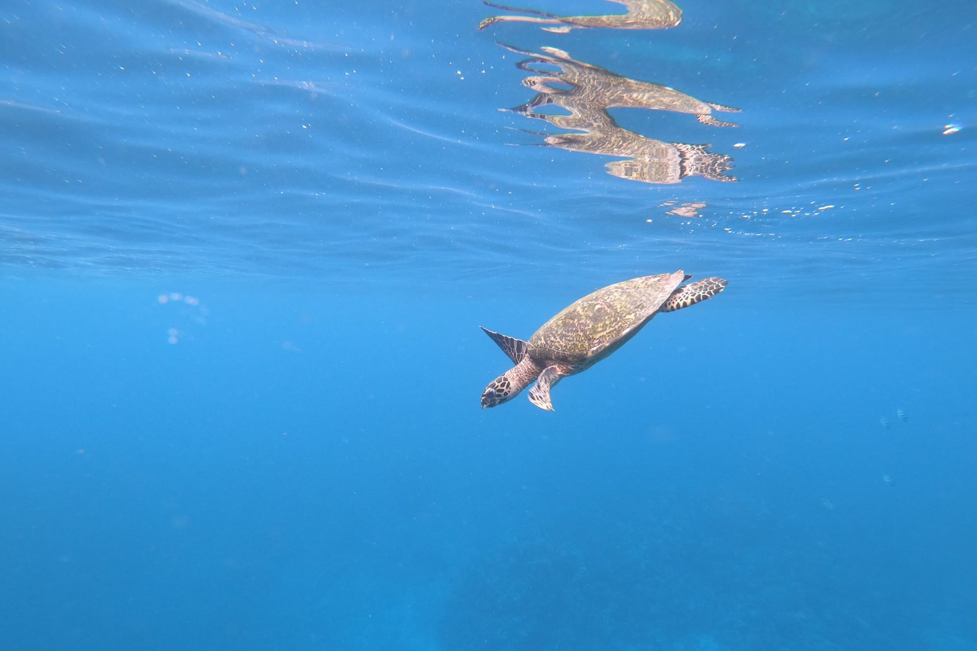Frans-Polynesie Tahiti by Boat Zeeschildpad