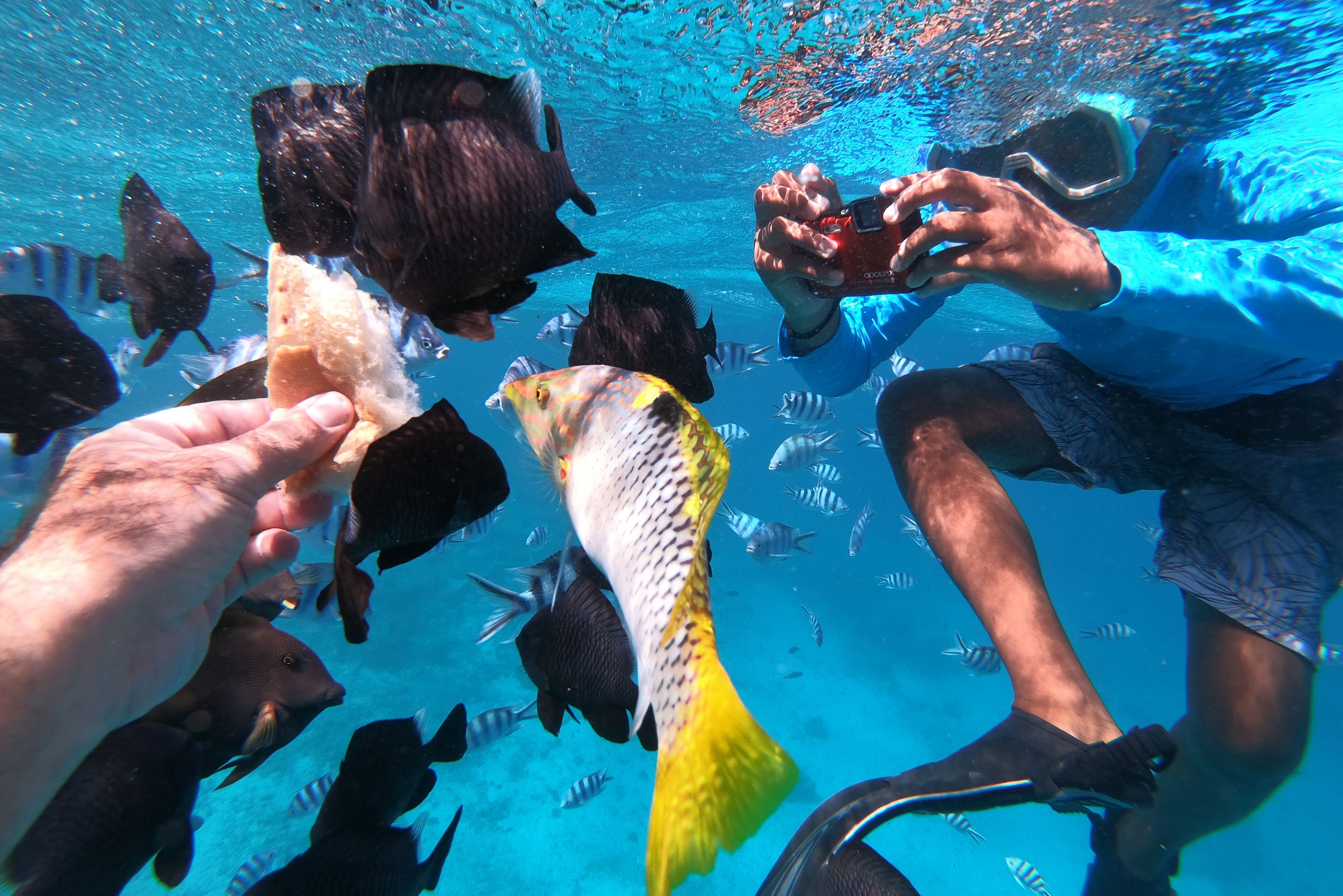 Frans-Polynesie Tahiti by Boat Snorkelen