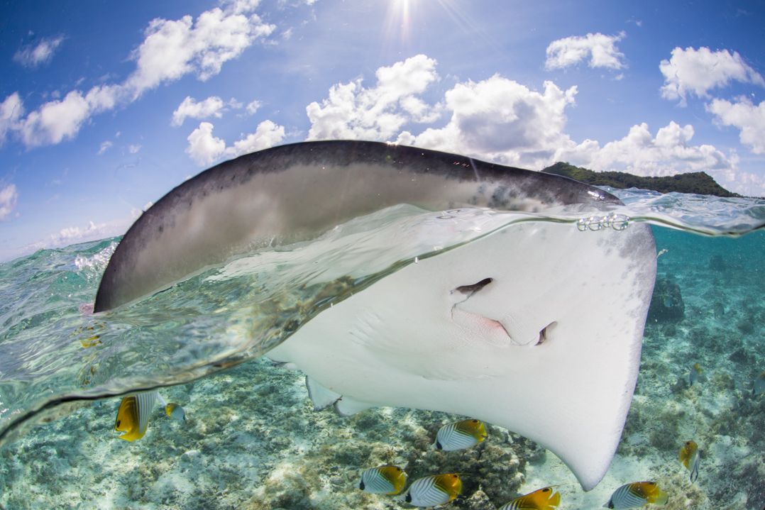 Frans-Polynesie Bora Bora Combi Tour 4WD en Snorkelsafari Pijlstaartrog