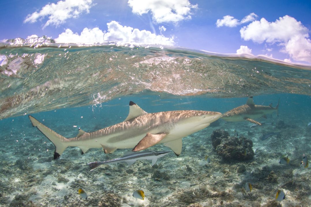 Frans-Polynesie Bora Bora Combi Tour 4WD en Snorkelsafari Haai