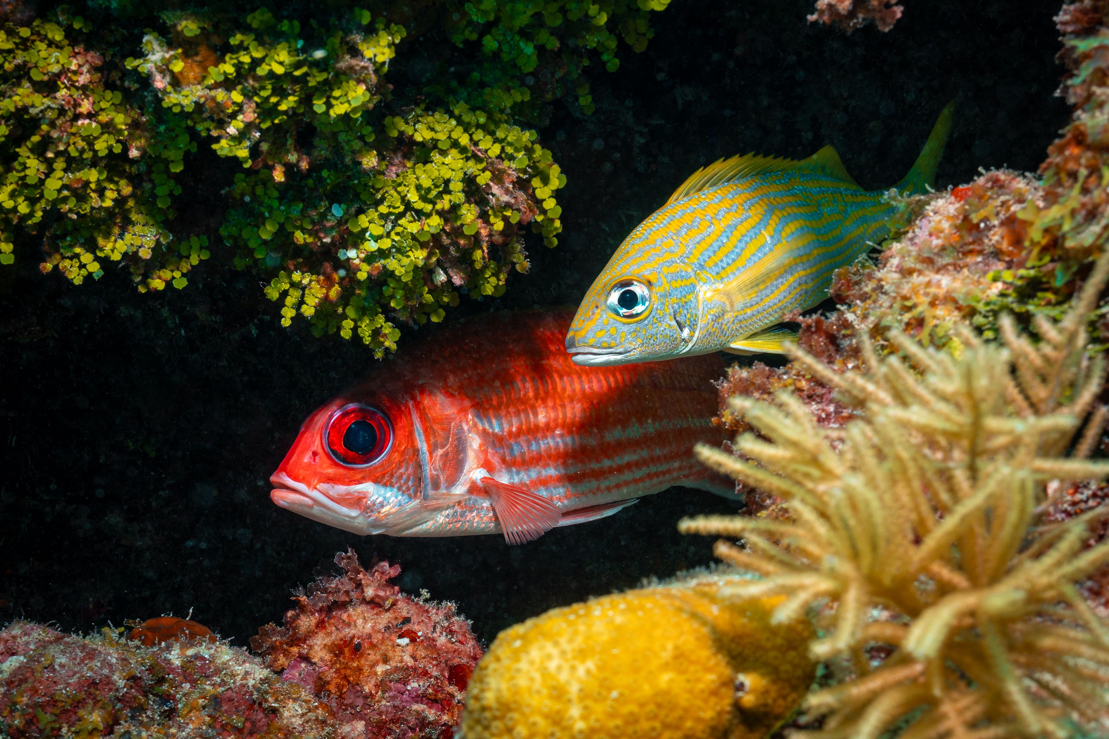 Nieuwsgierige visjes bij het Belize Barrier Reef