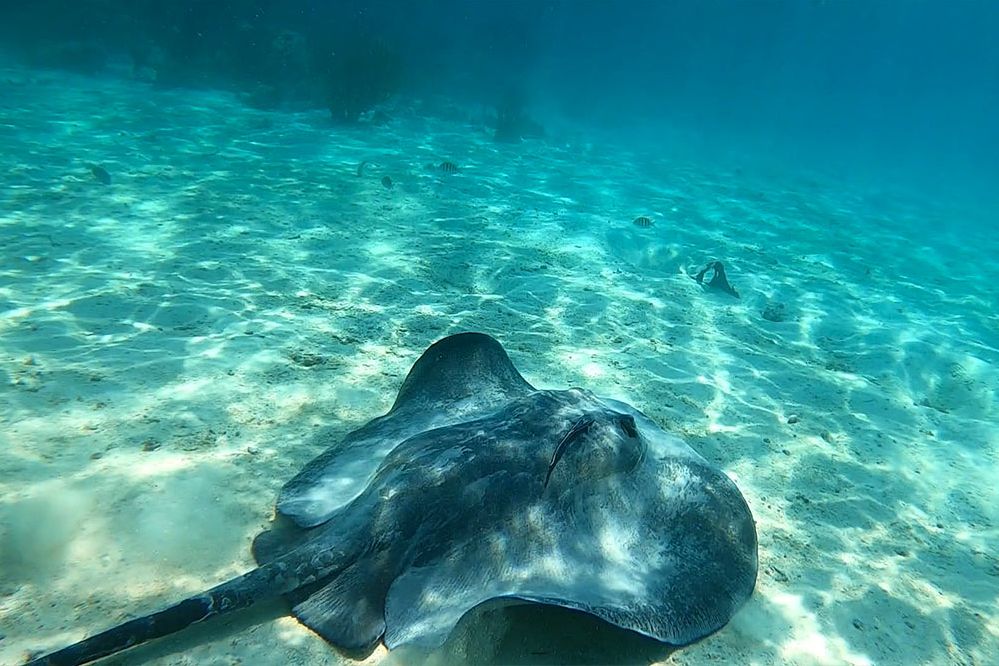 Belize Hopkins Coconut Row Boutique Hotel & Resort Onderwaterwereld