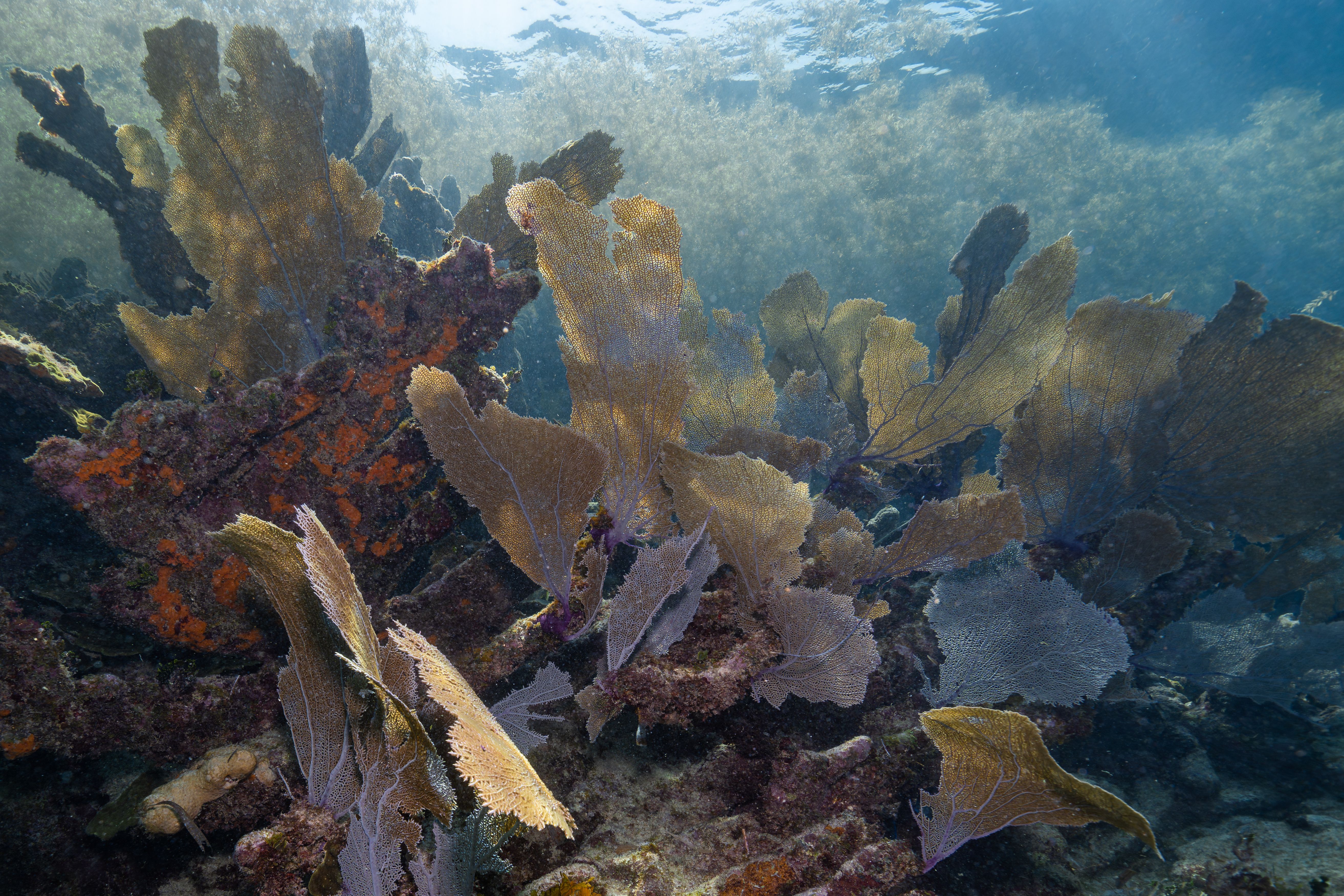 Waaierkoraal in Belize