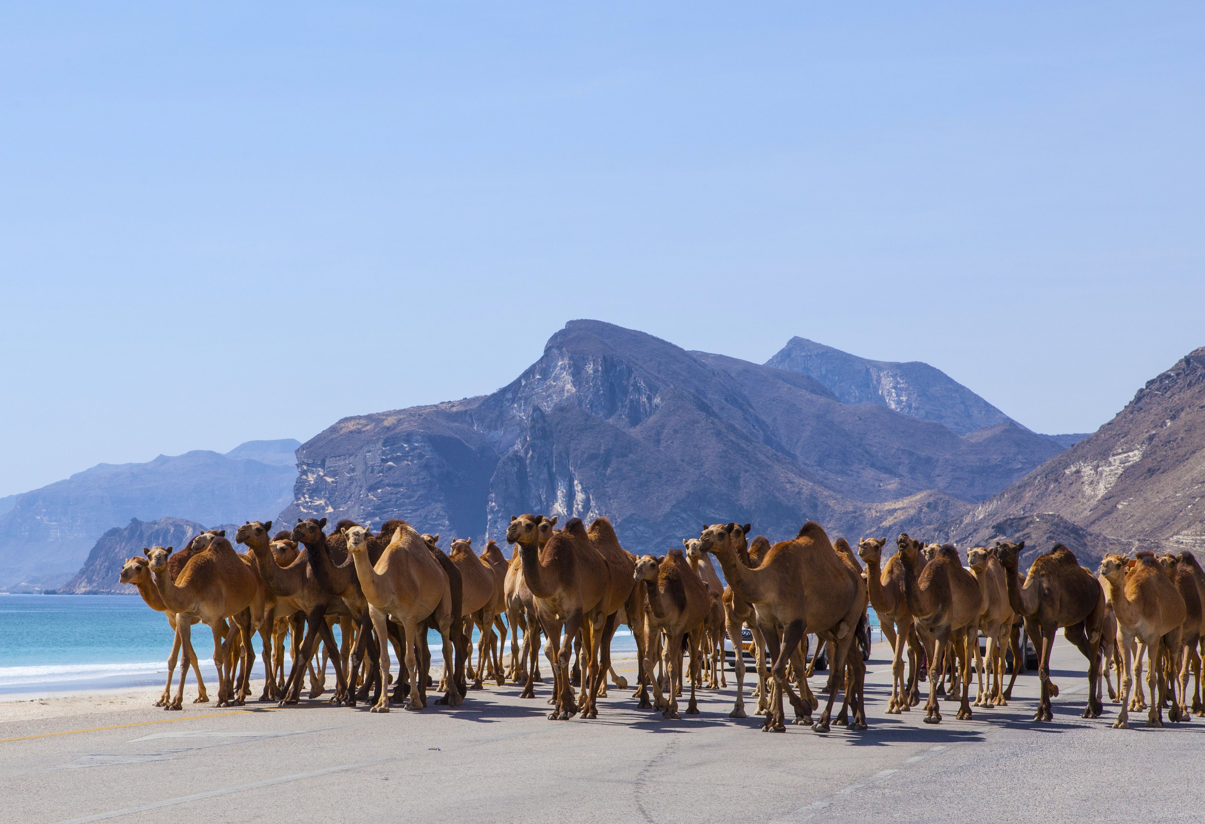 Kamelen op het strand bij Salalah