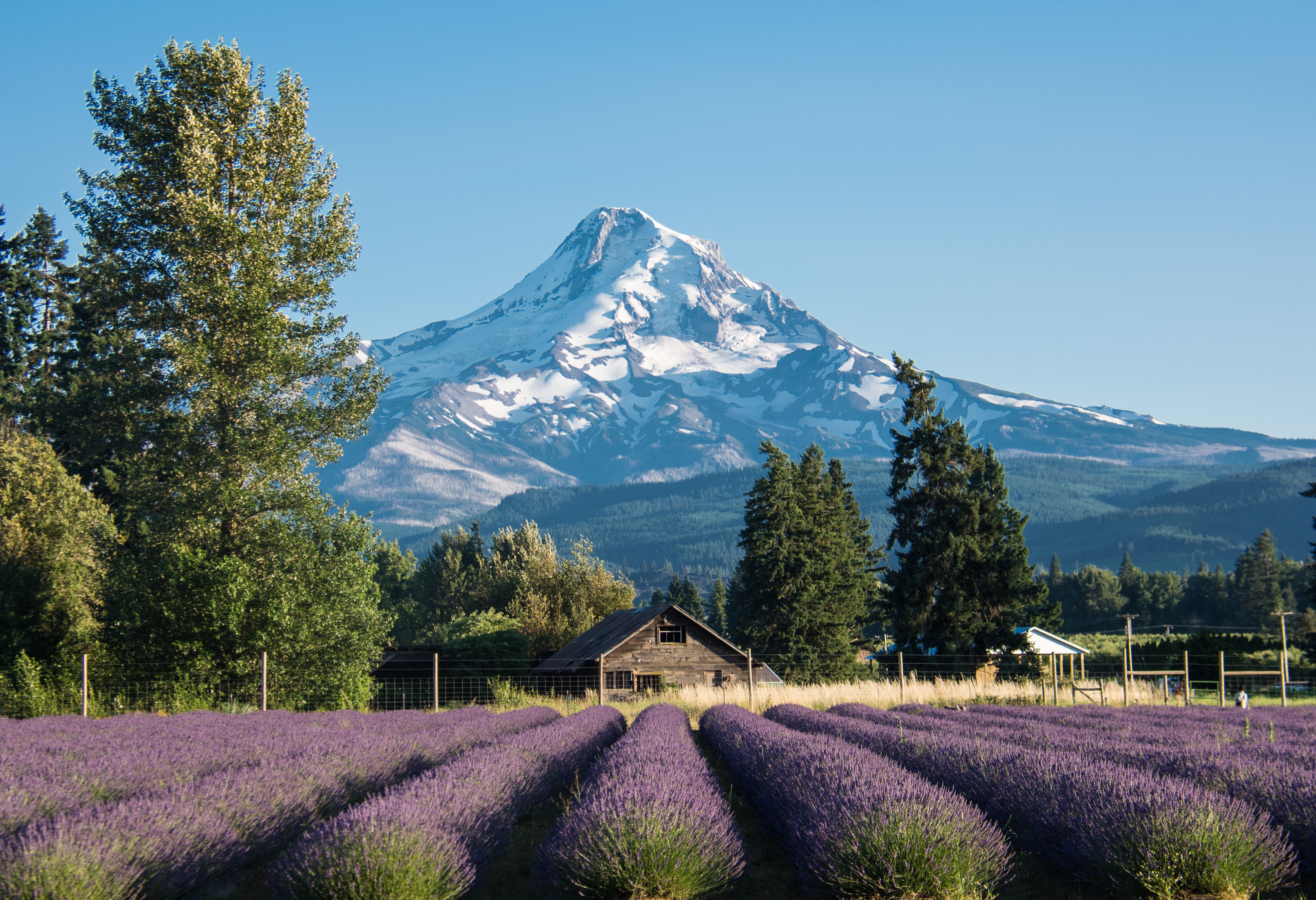 Amerika Oregon Mt Hood Lavendel Velden