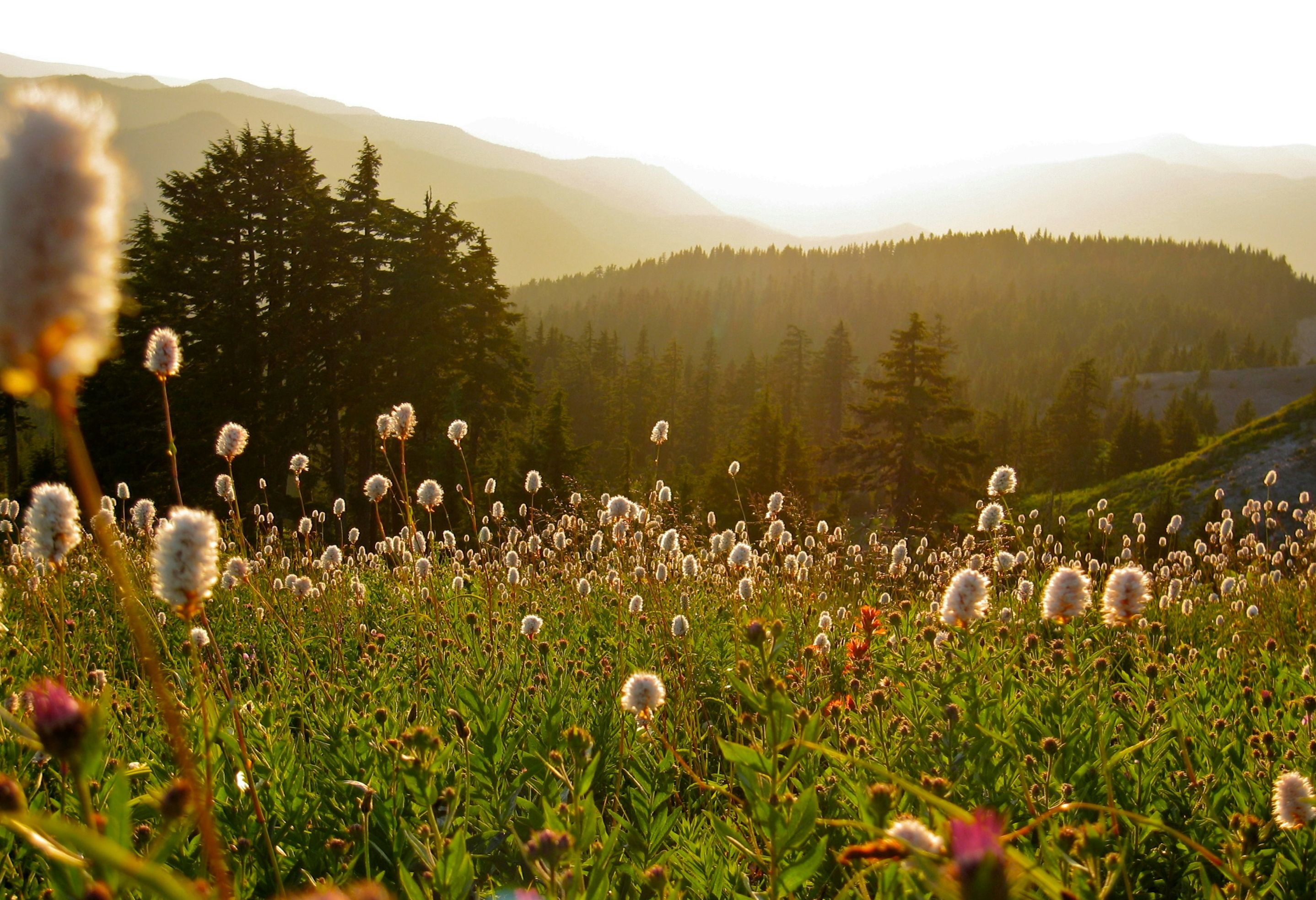 Amerika Oregon Mount Hood Bloemenveld