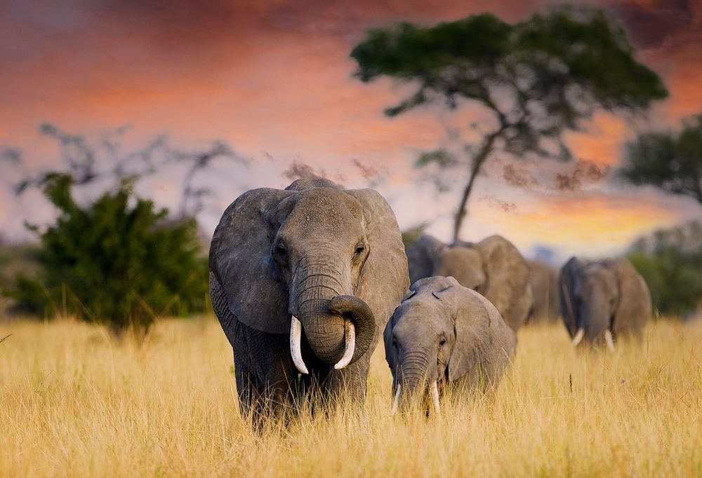 Discover de Big Five in Tanzania