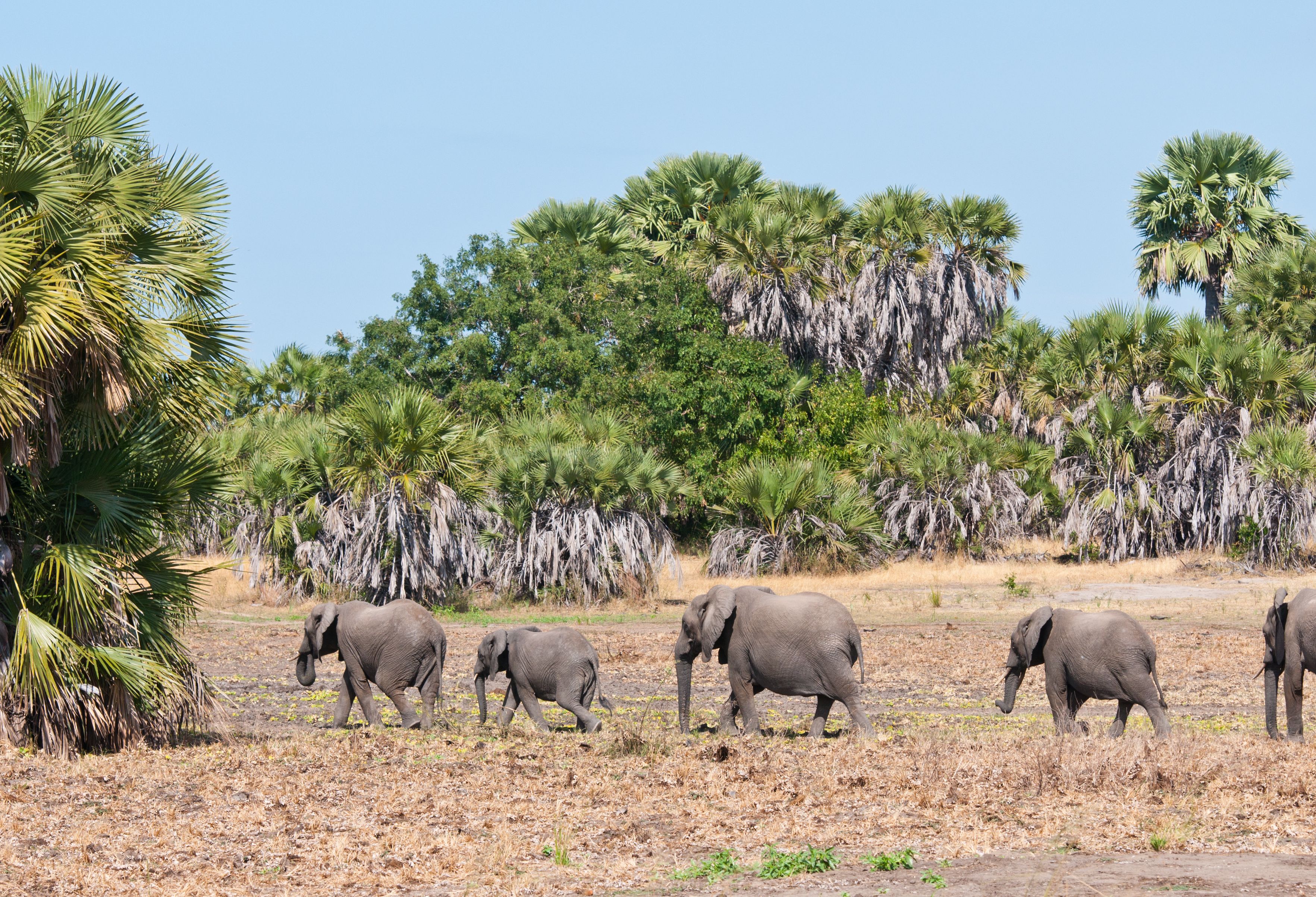 Olifanten in Tanzania Selous game resserve