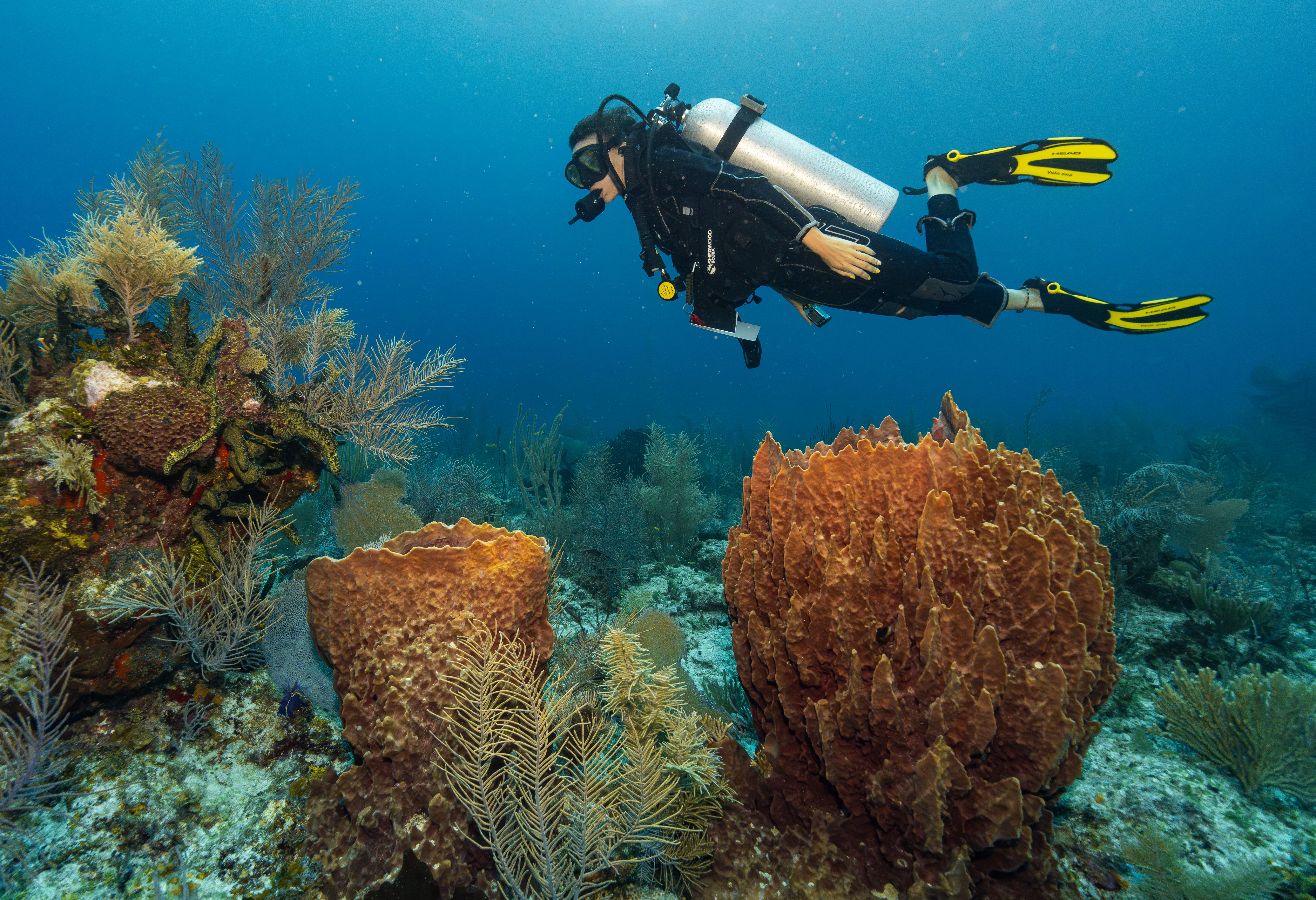 Duiken in het Hol Chan Marine Reserve