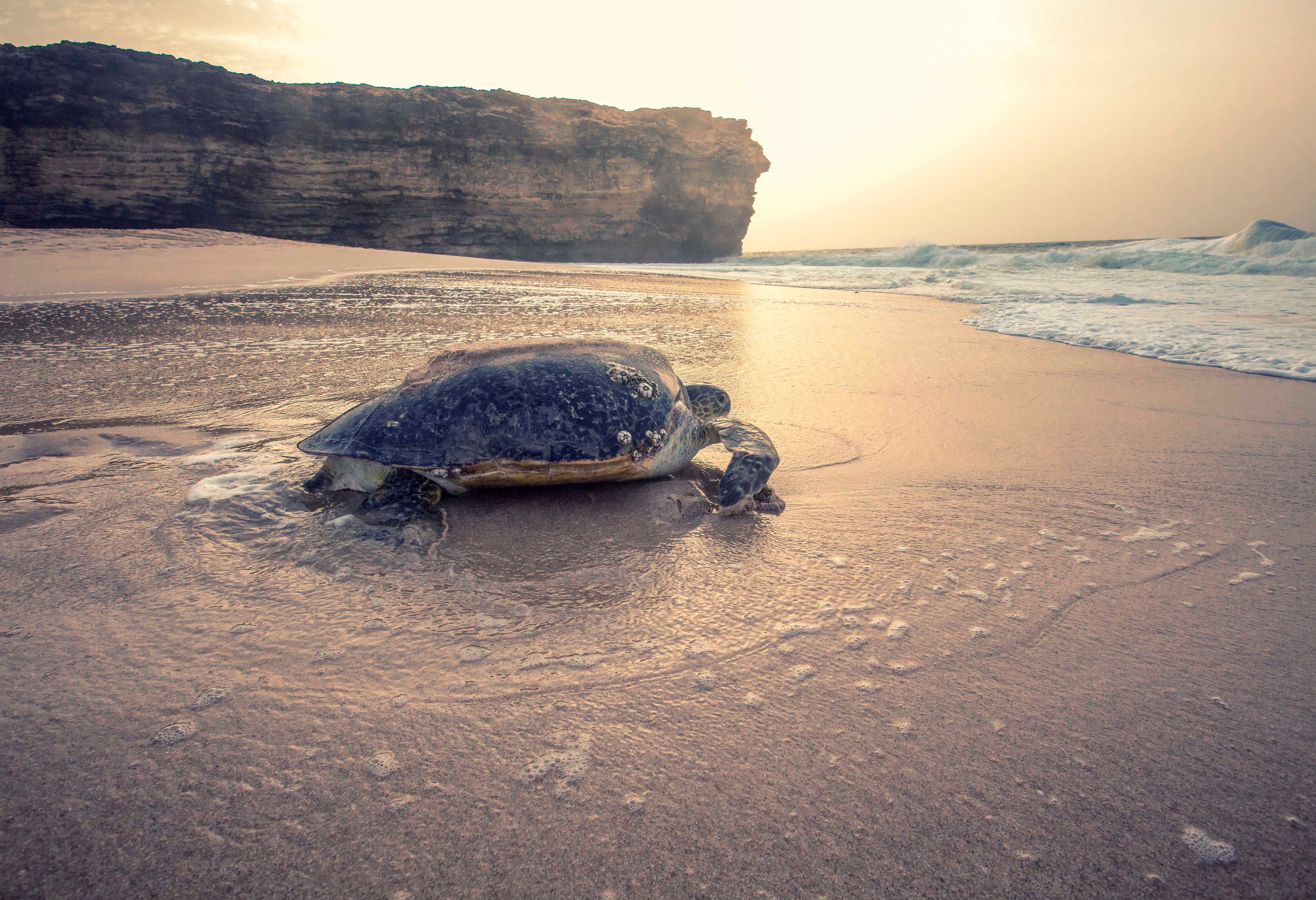 Schildpad Ras Al Jinz