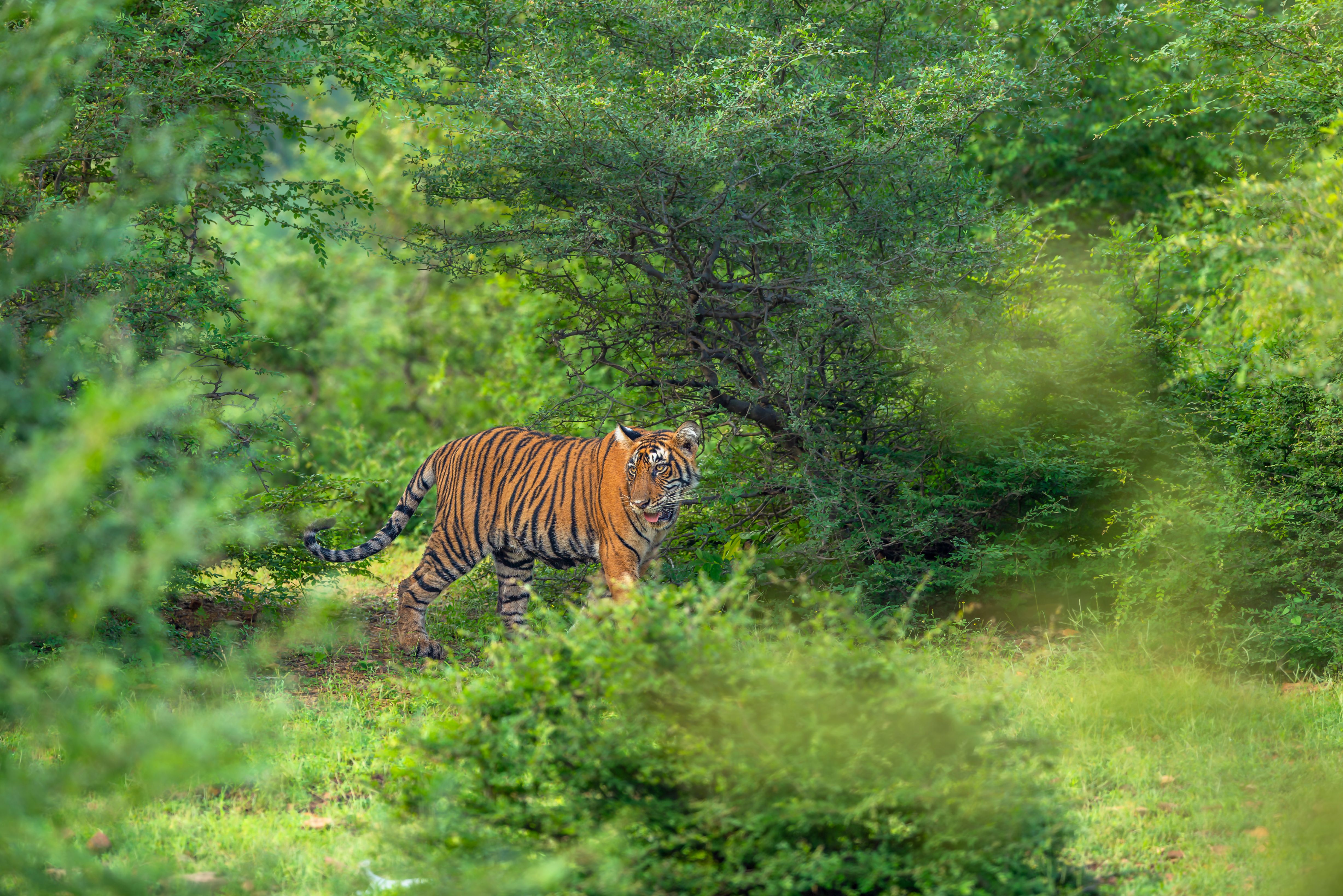 Tijger in India of Nepal