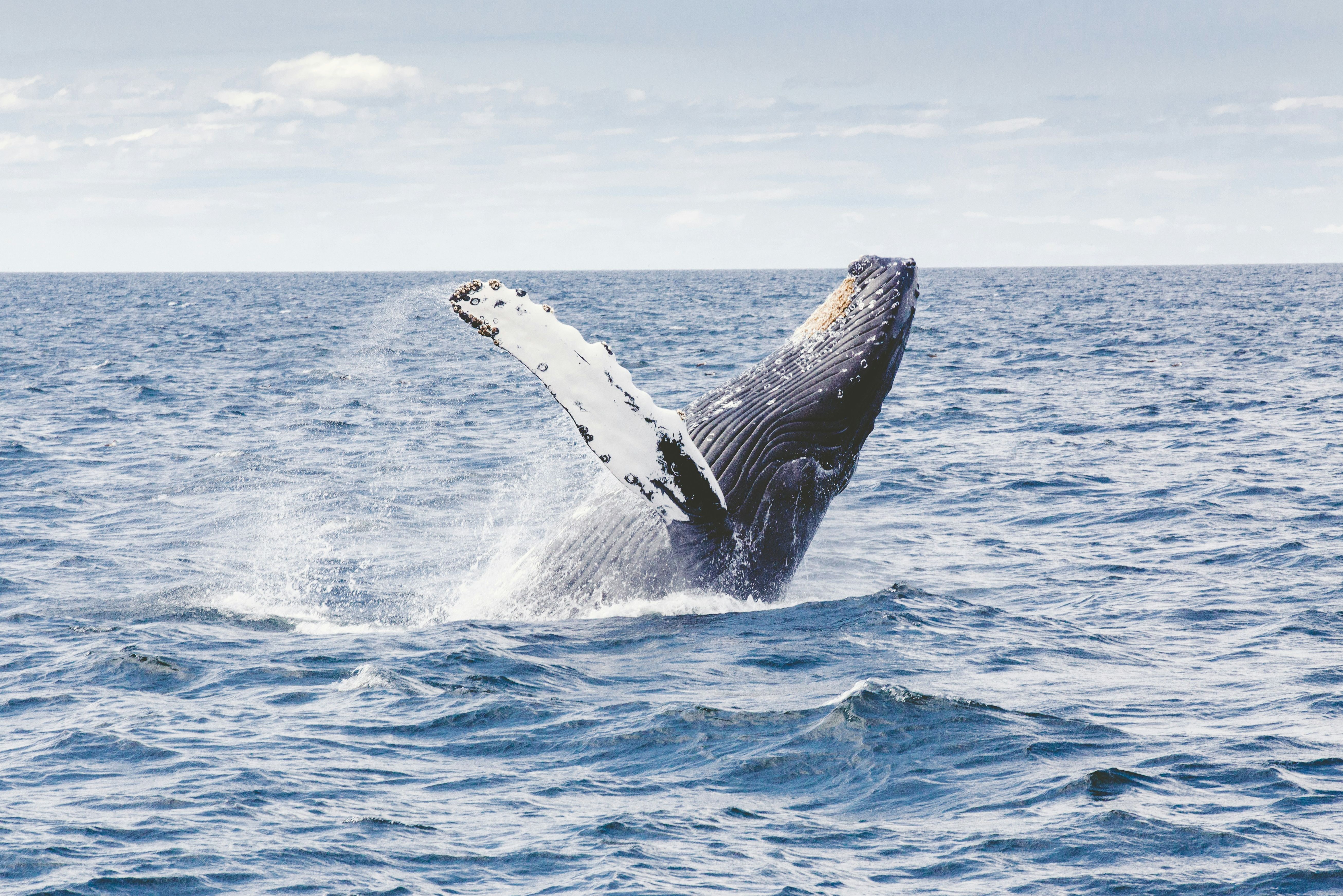 amerika cape cod walvis