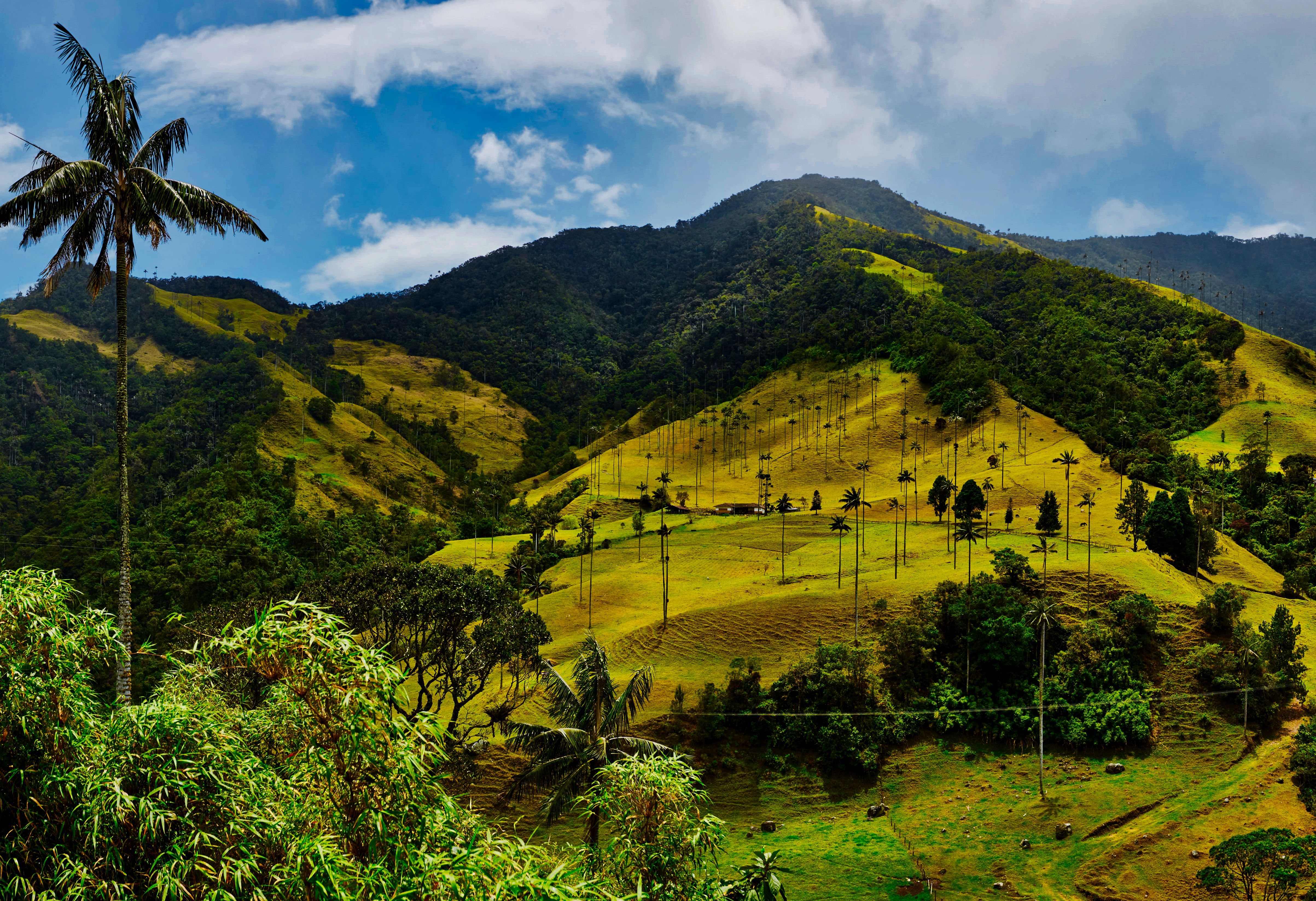 Colombia Waspalmen