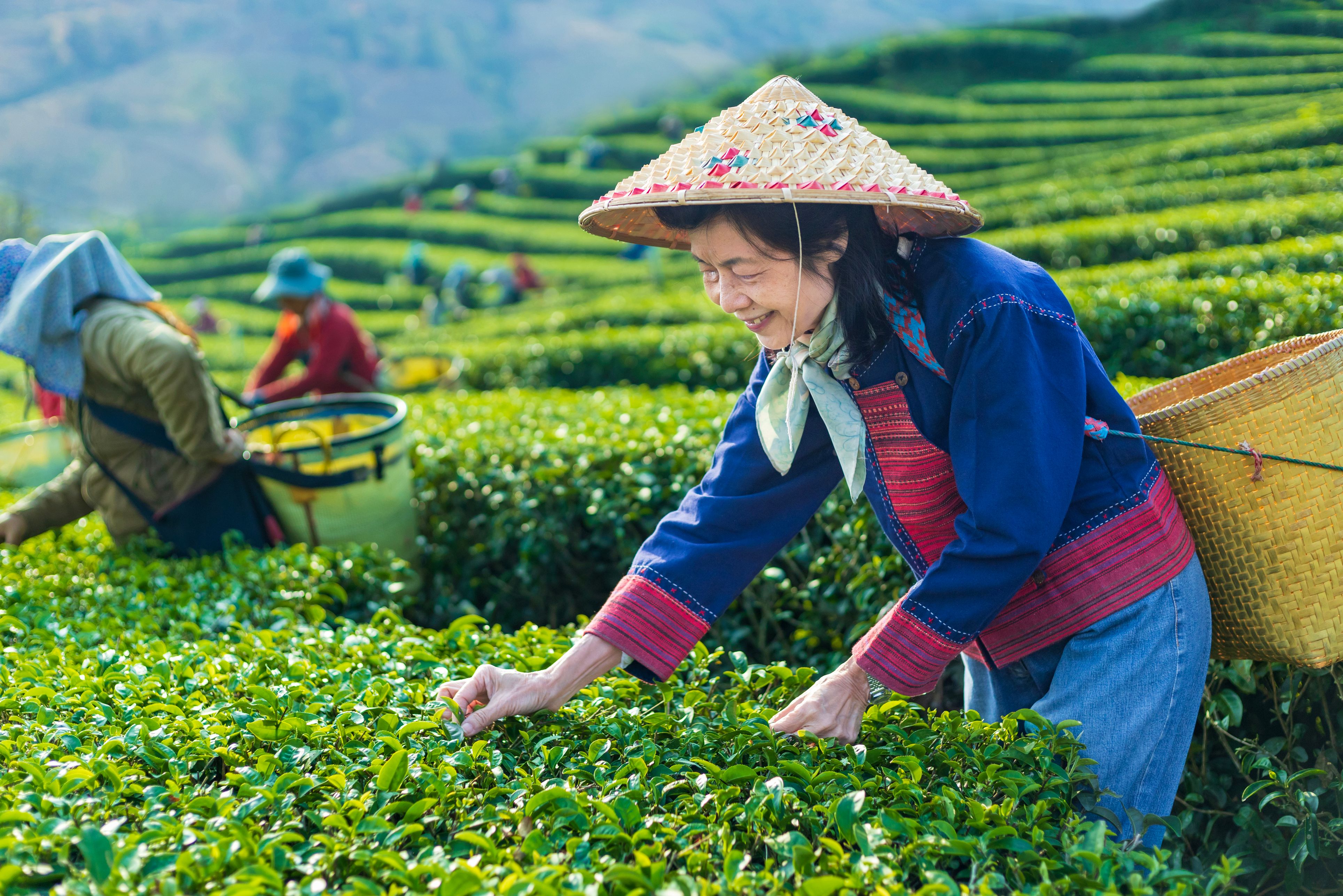 Theepluksters in de Cameron Highlands