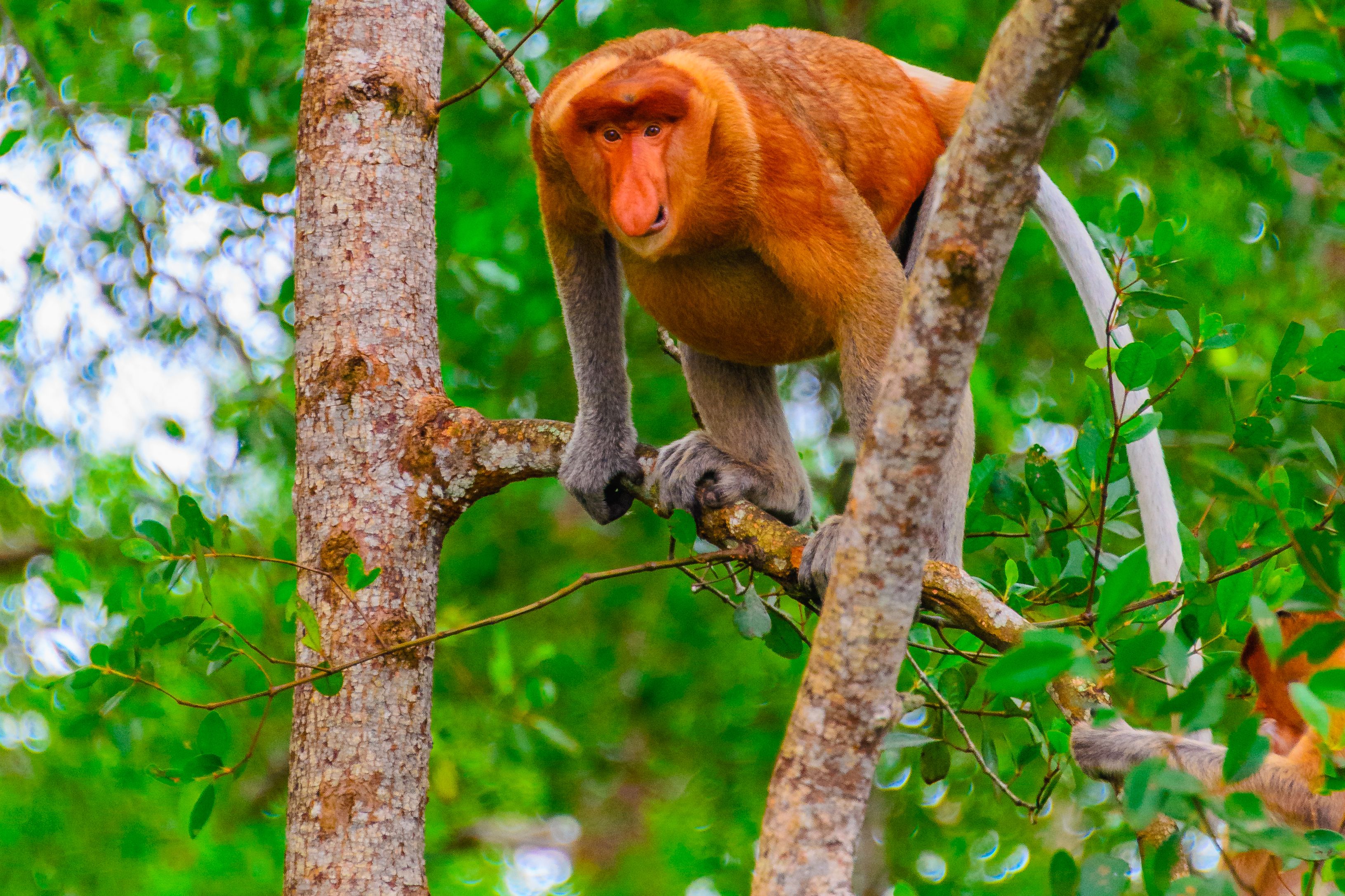 Neusaap Sukau Kinabatangan