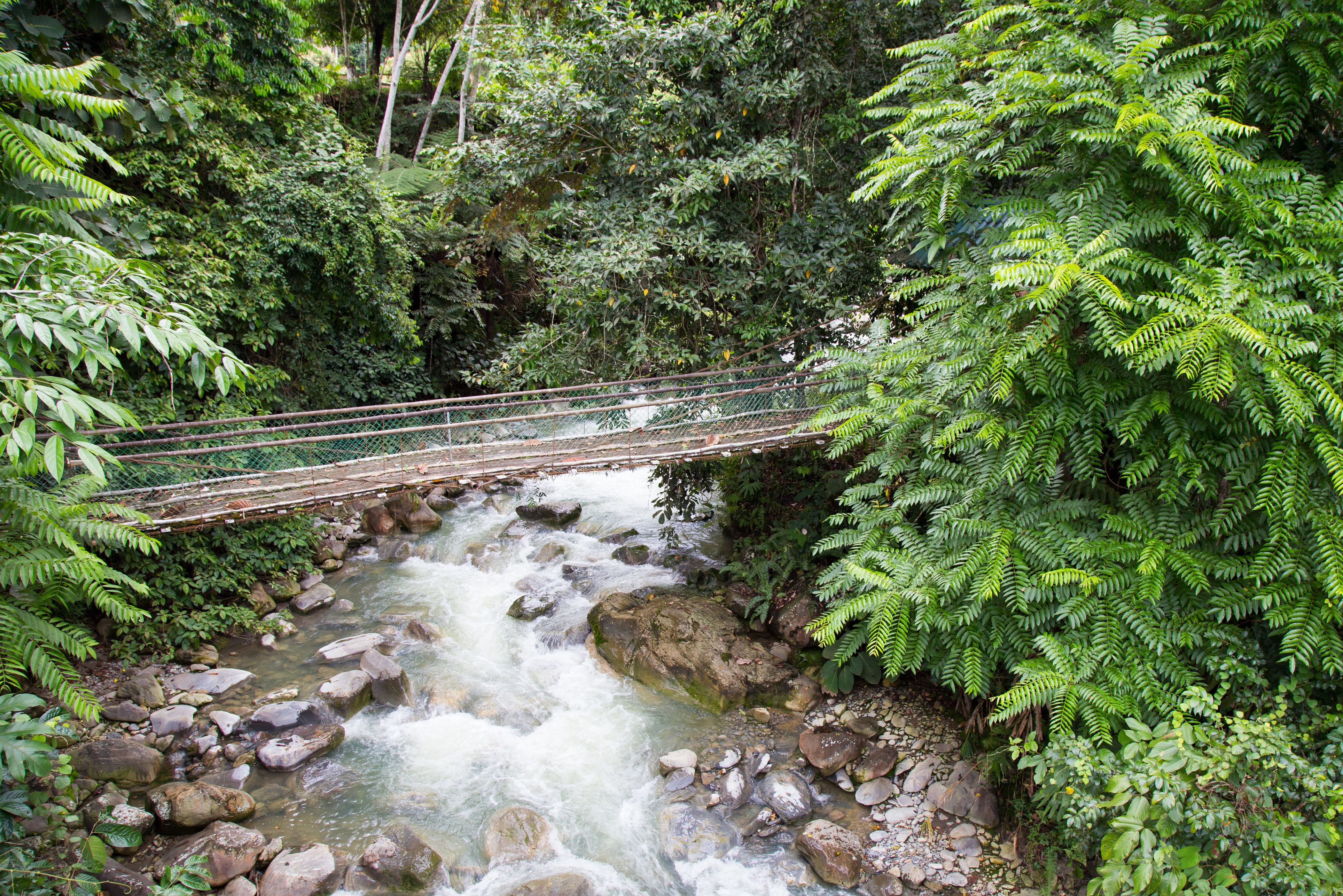 Mount Kinabalu NP Poring Hot Springs