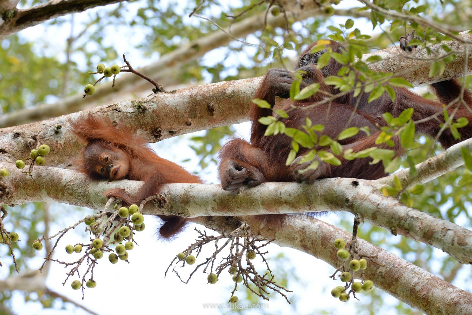 Orang oetans Sukau Sabah