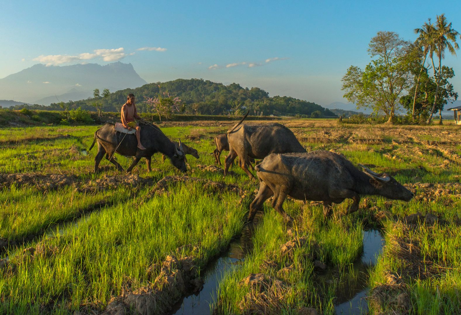 Boer rijstvelden Mount KInabalu
