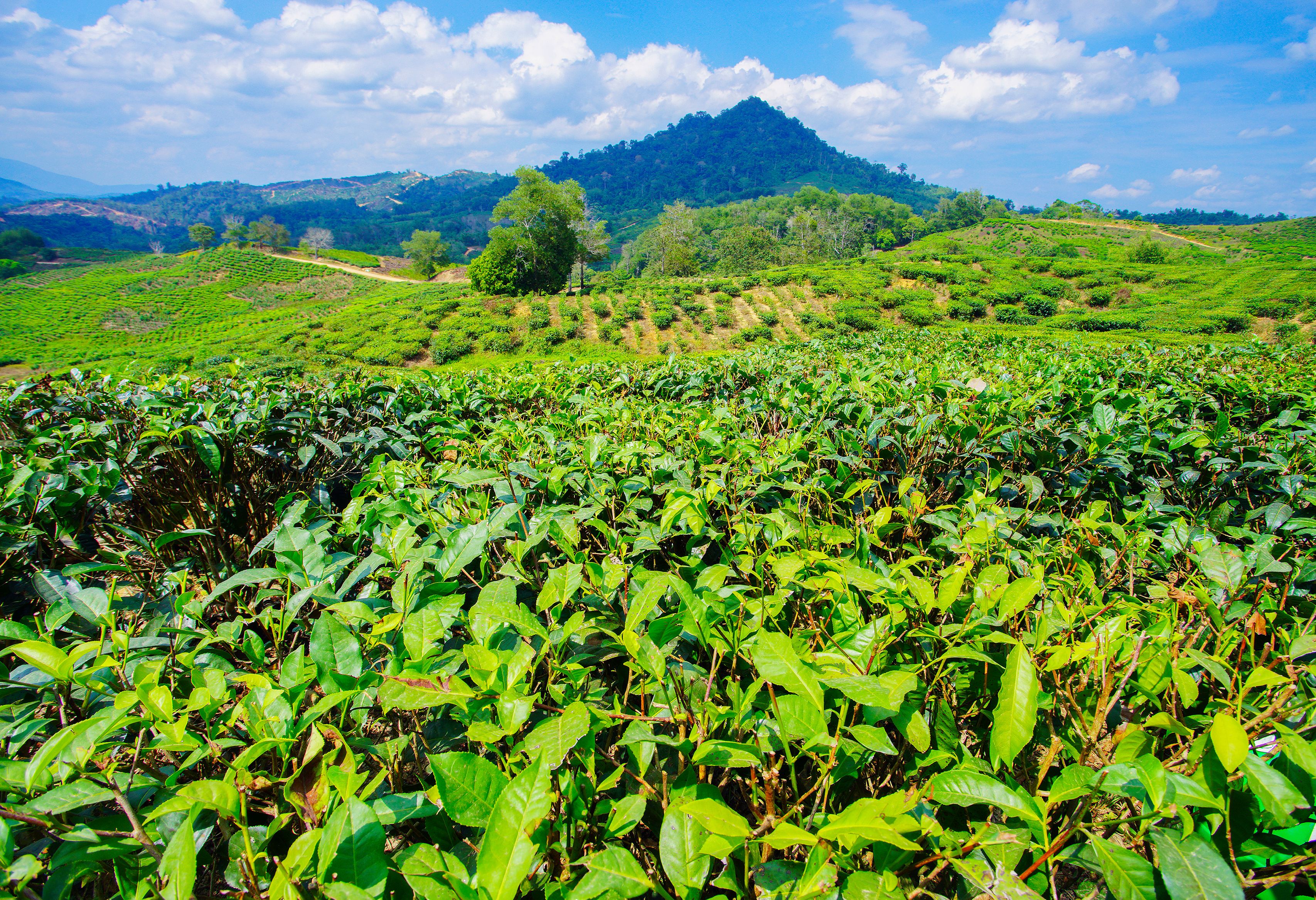 Kundasang Sabah theevelden