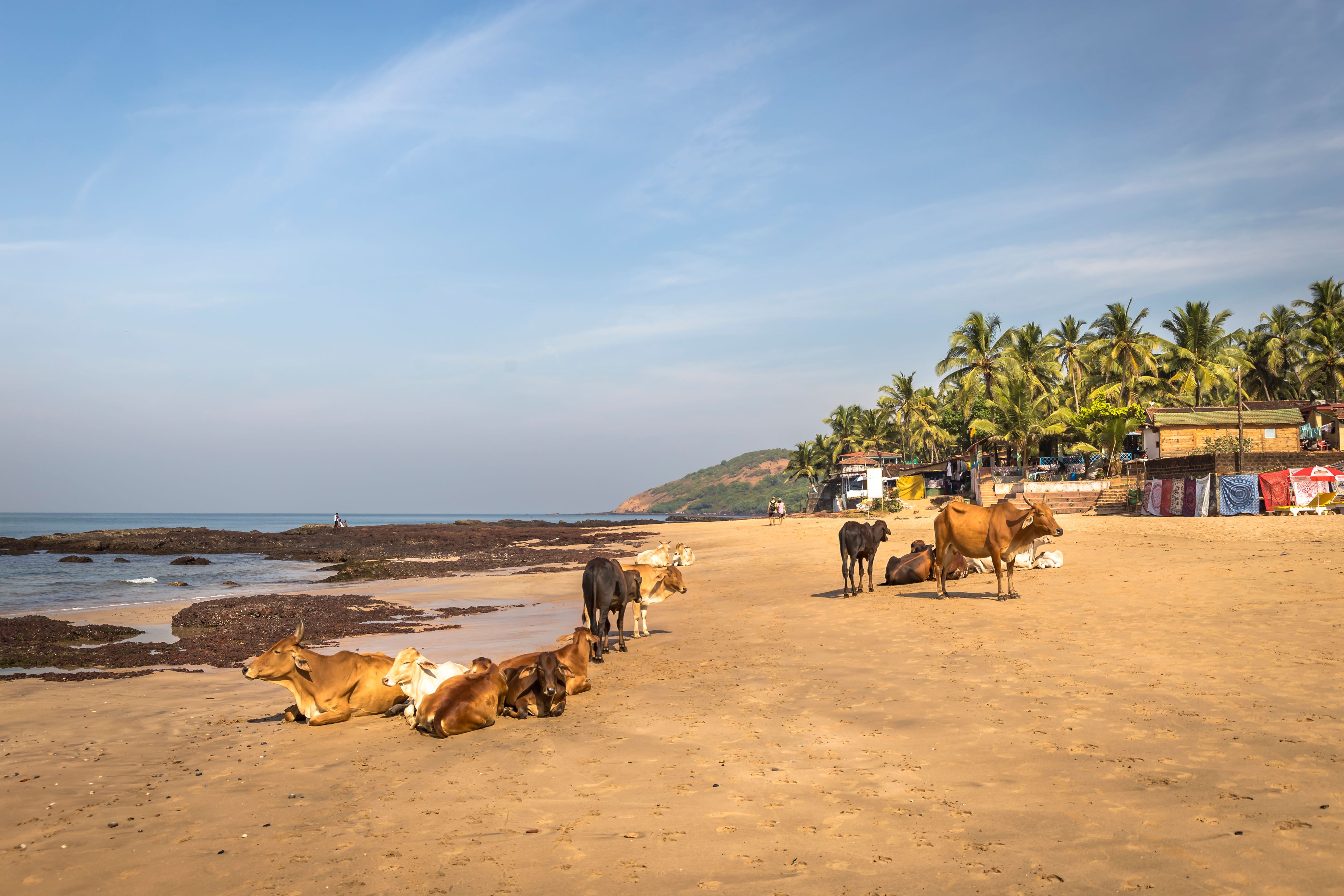 Heilige koeien op Anjana Beach Goa