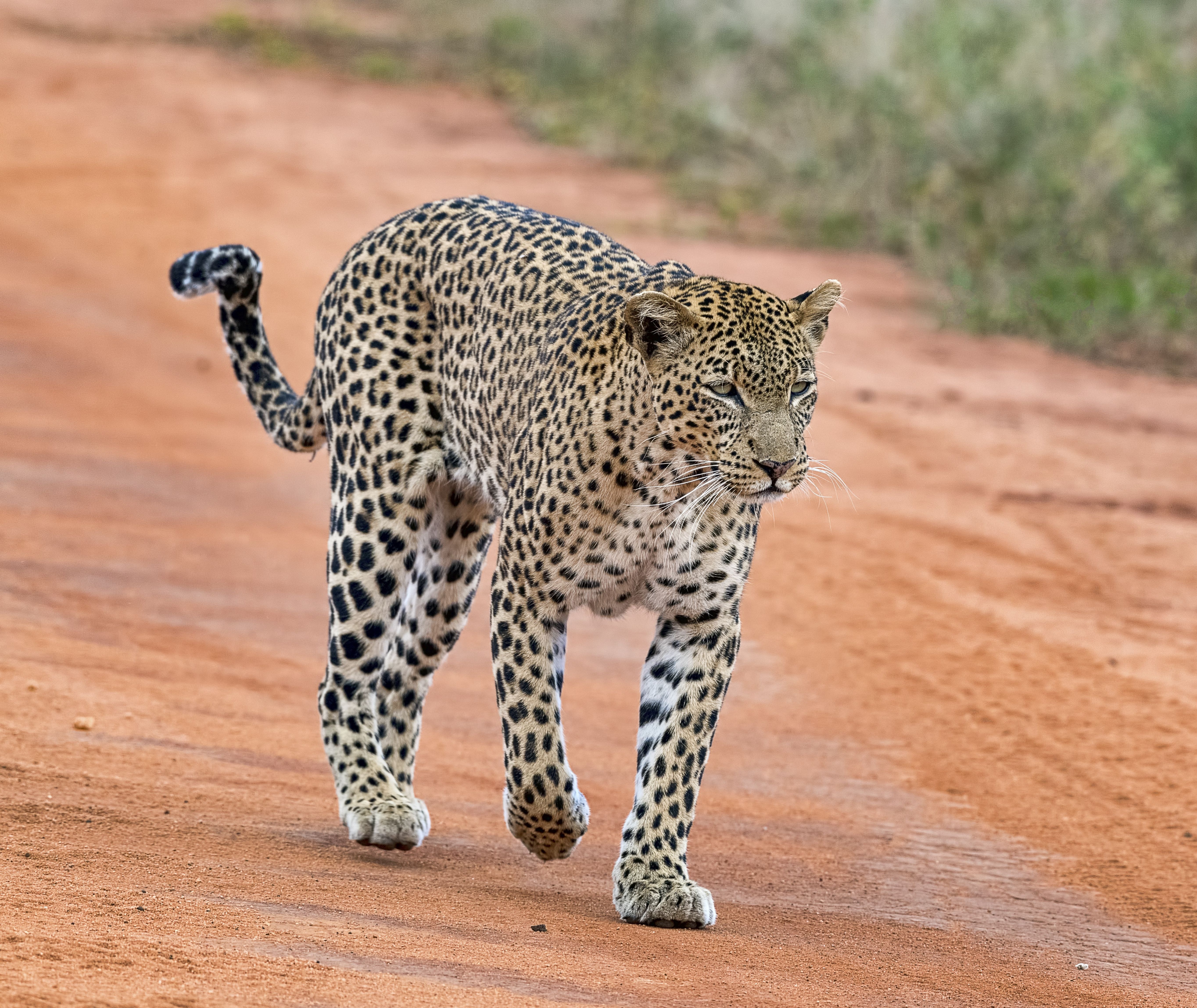 Kenia-Tsavo-West-luipaard