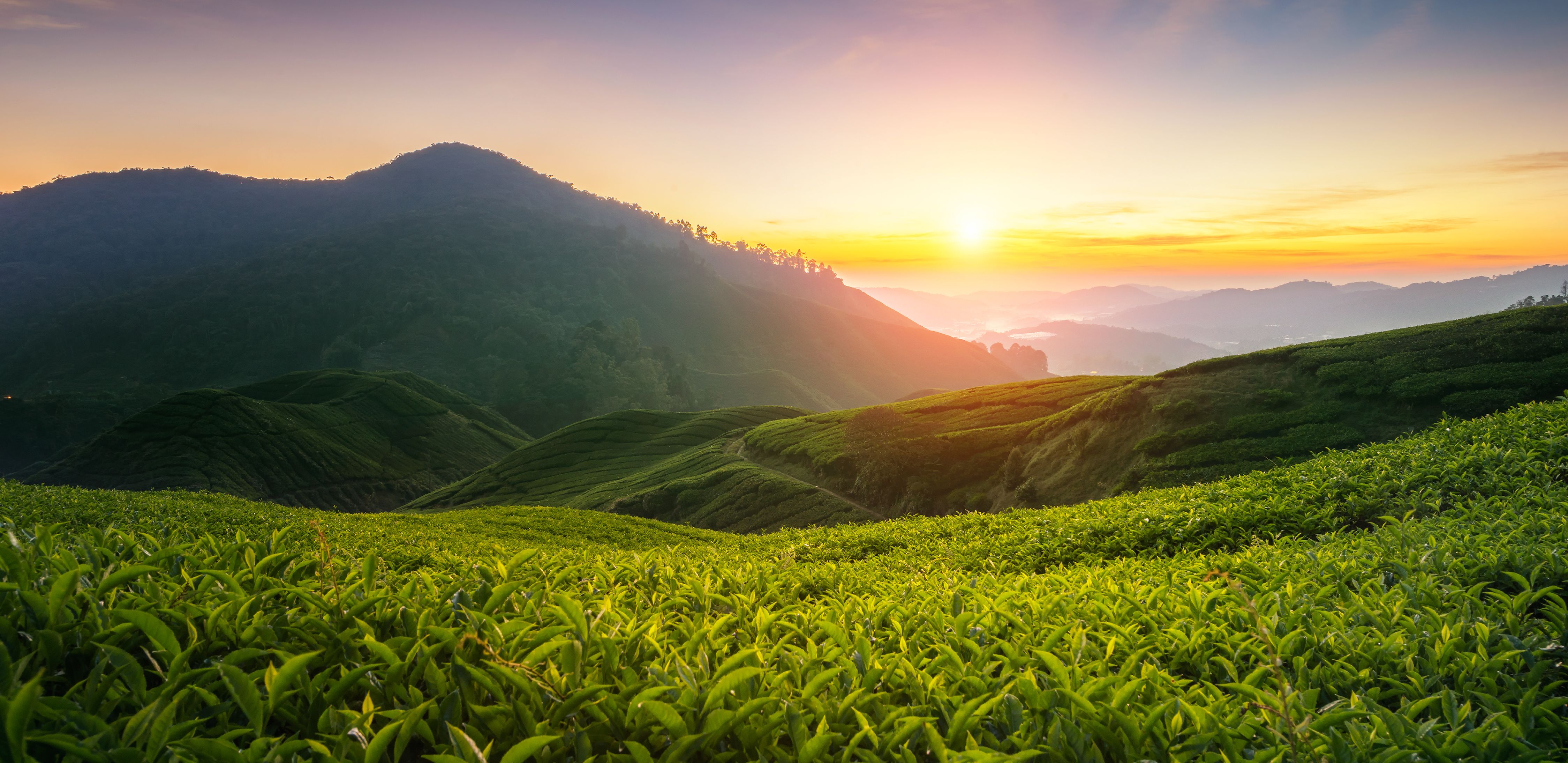 Maleisie-Cameron-Highlands-Thee-Plantage-Sunset