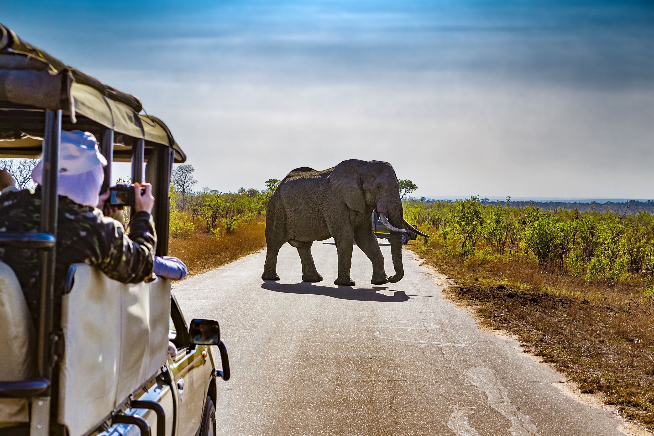 Olifant op de weg in Kruger