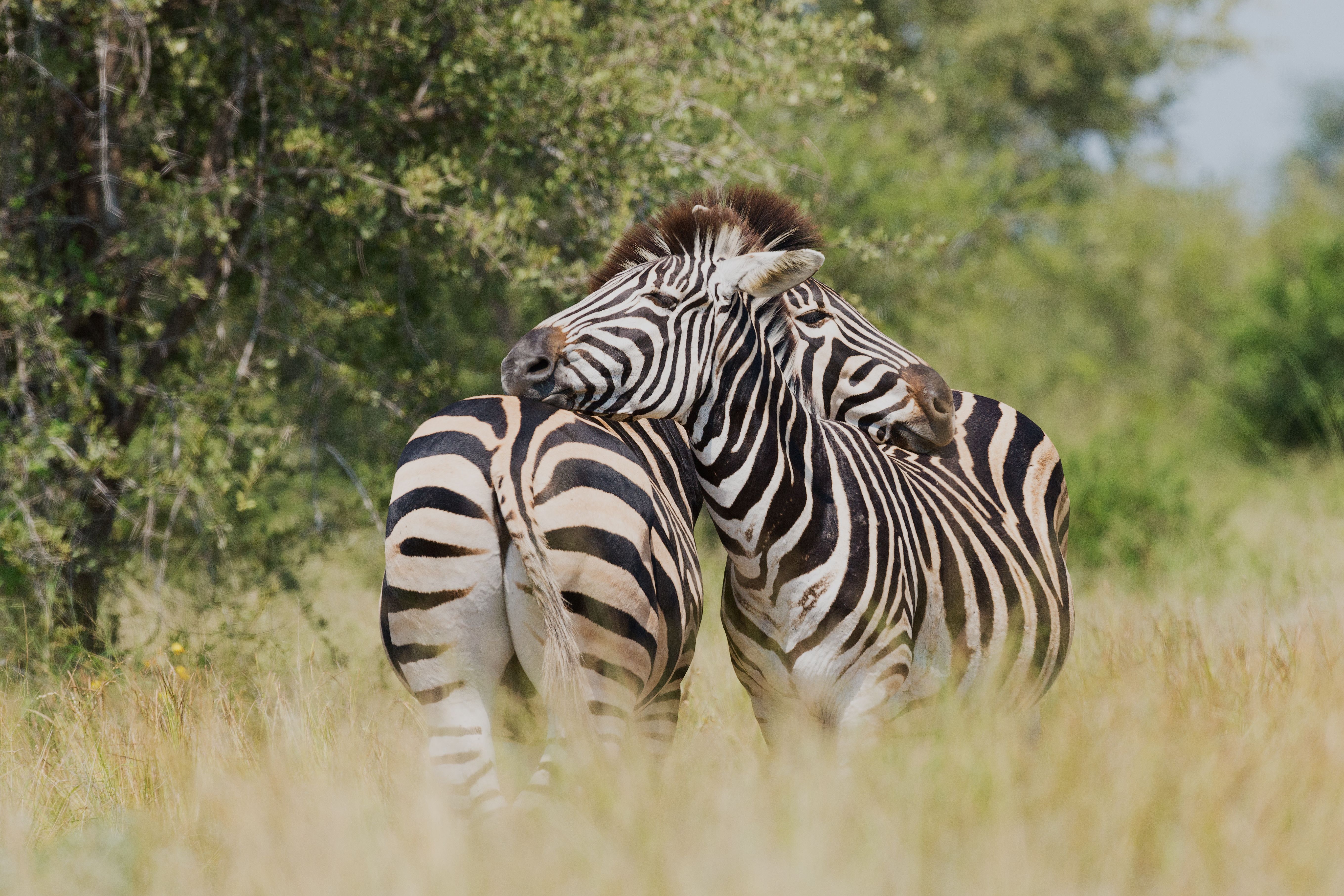 Zebras in Kruger National Park