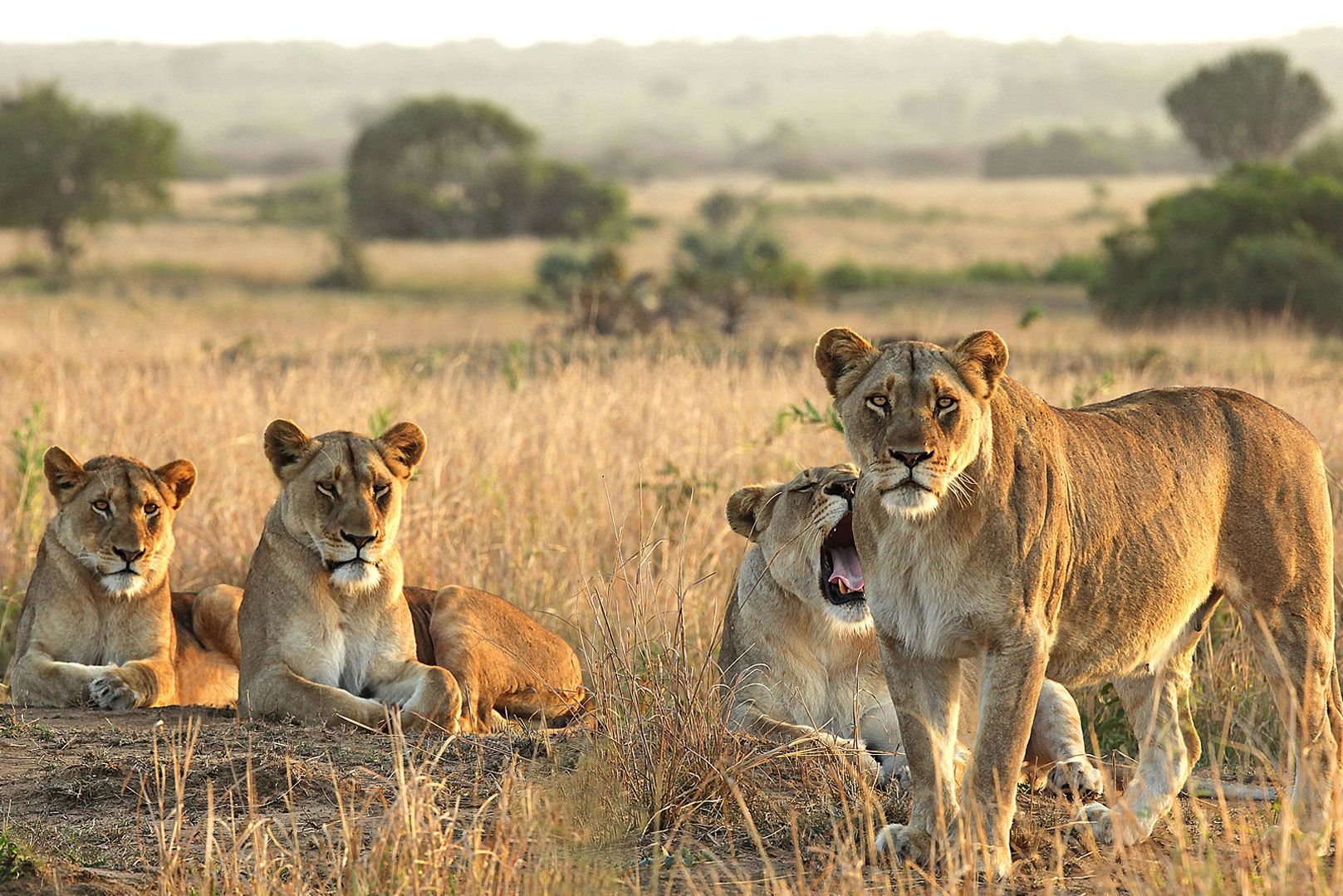 Leeuwen in Kruger National Park