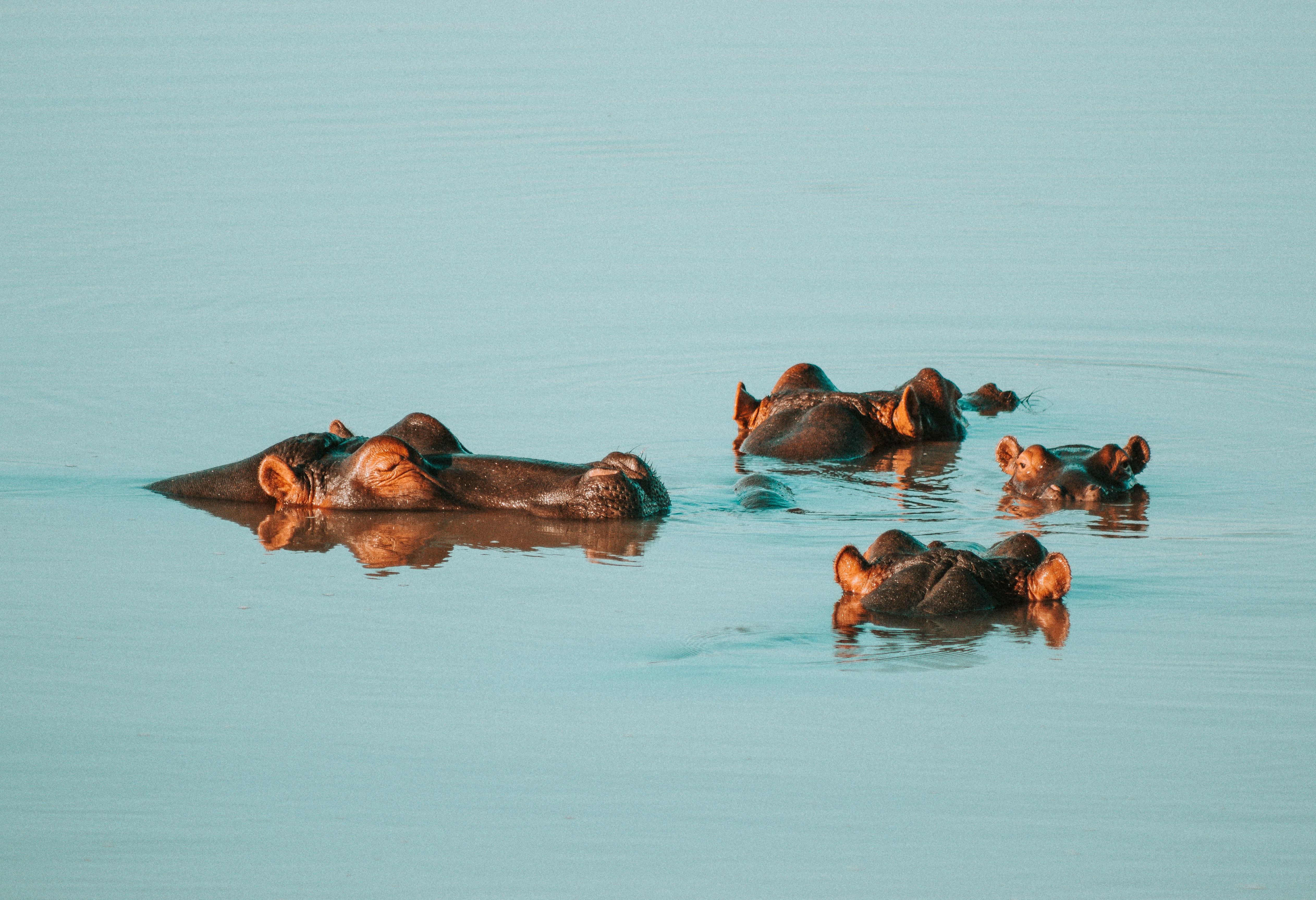 Nijlpaarden in Zuid-Afrika