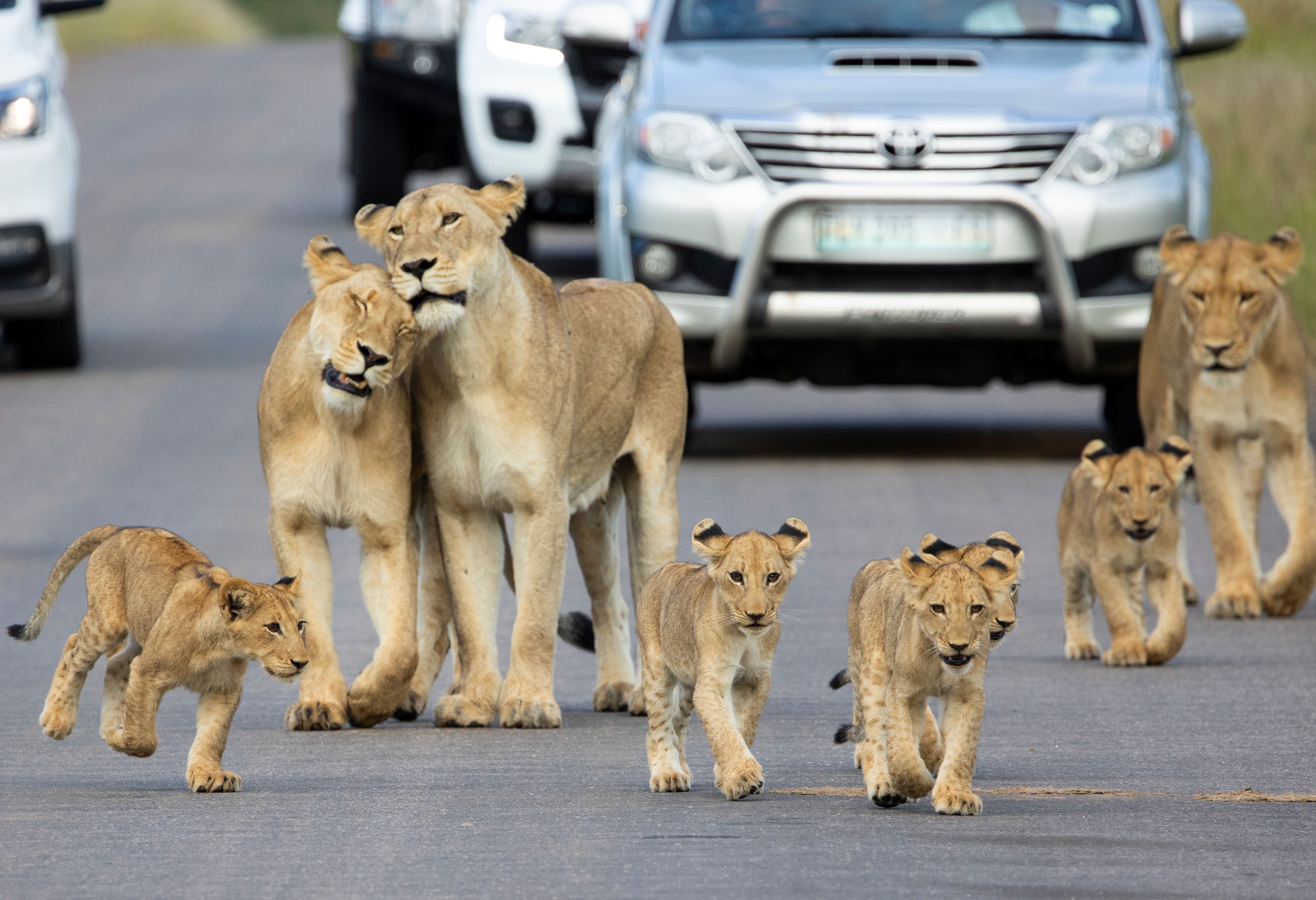 Leeuwen op de weg in Kruger National Park