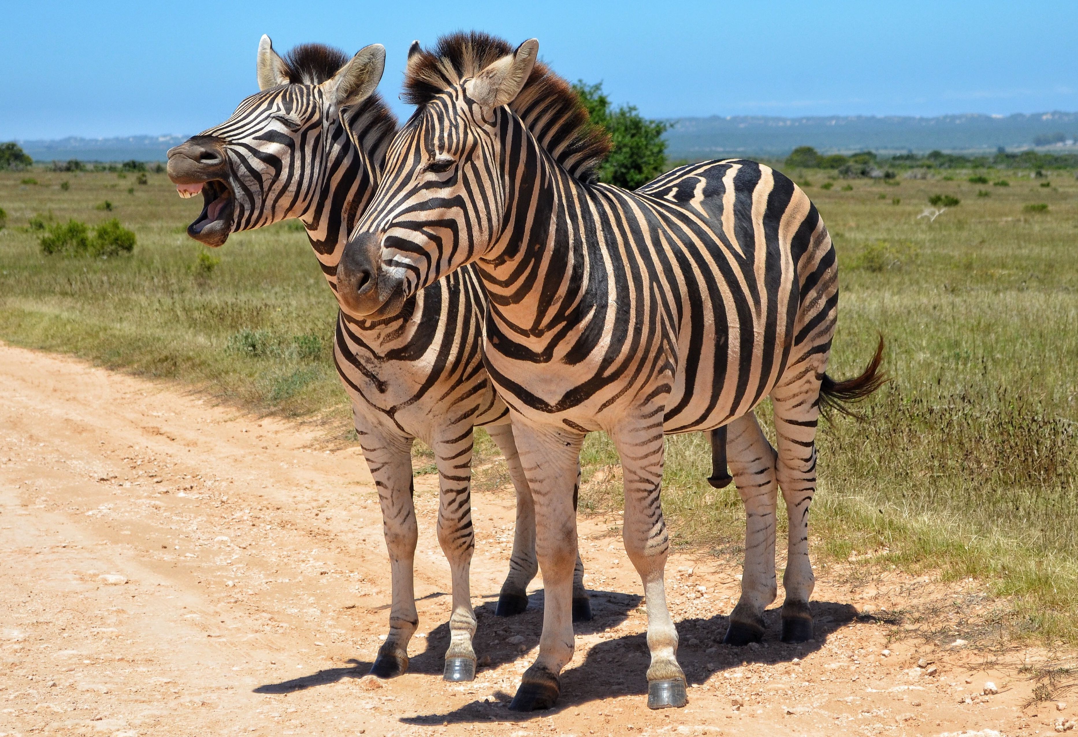 Zebra's in Kruger National Park