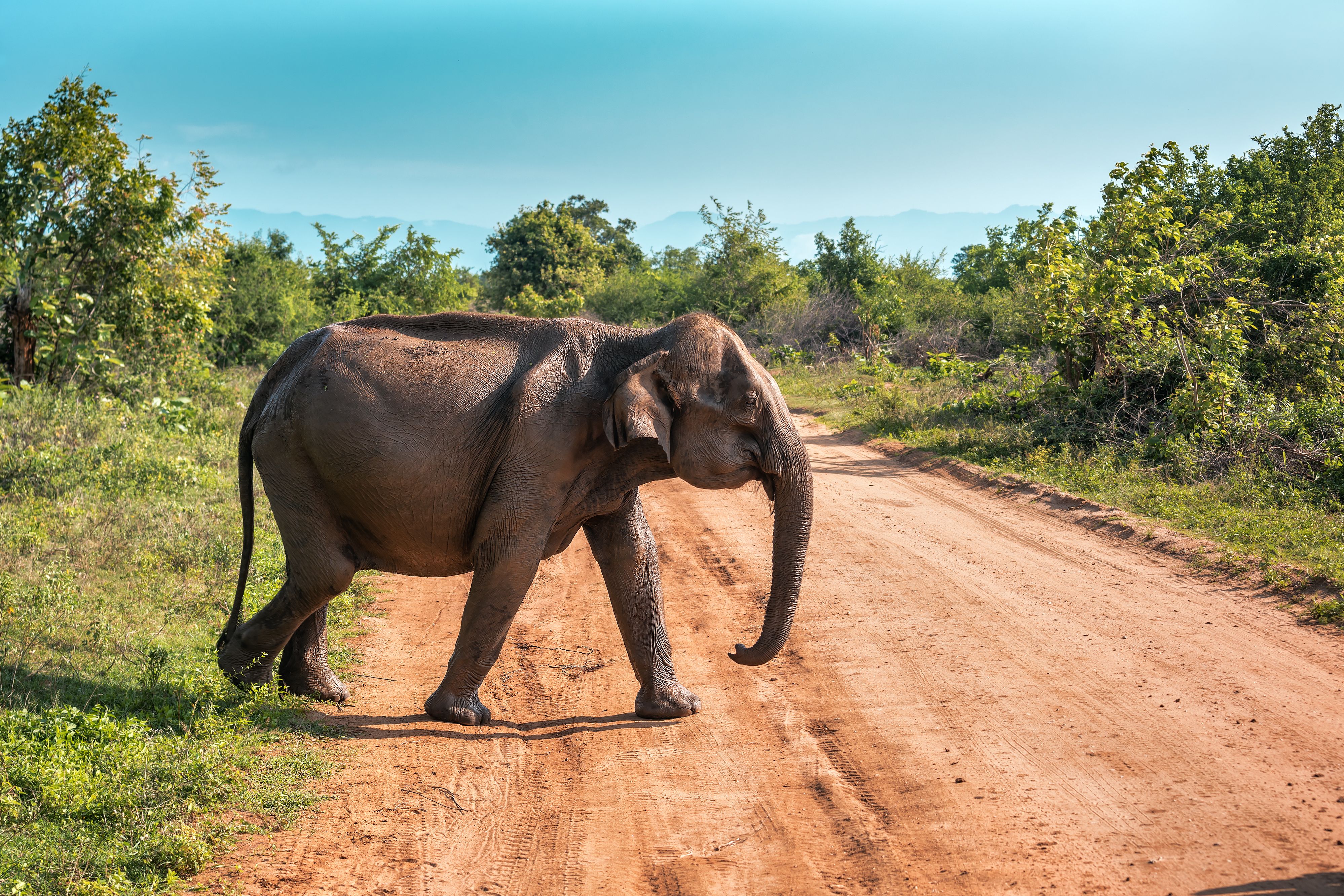 Olifant in Yala NP