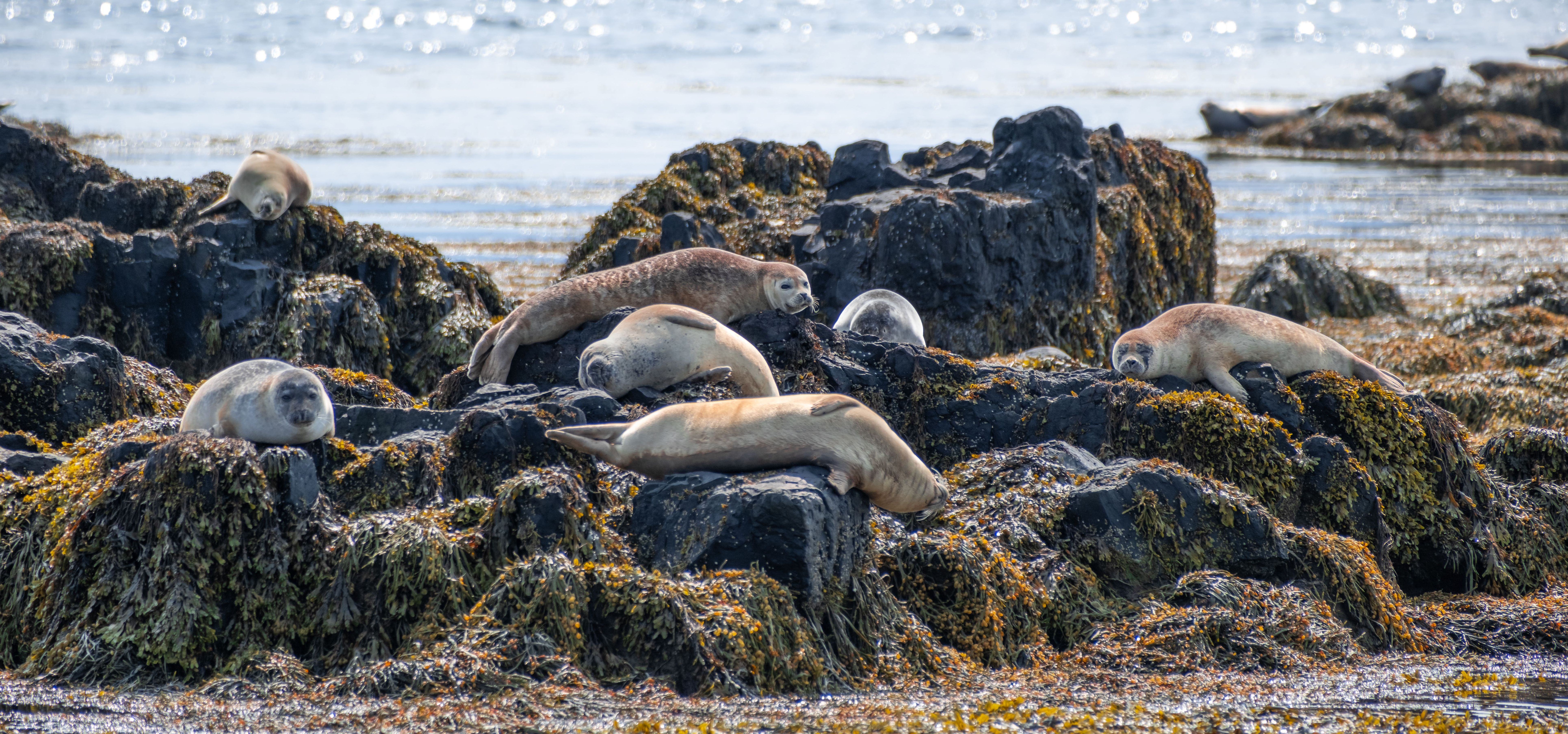 IJsland-Ytri-Tunga-zeehonden