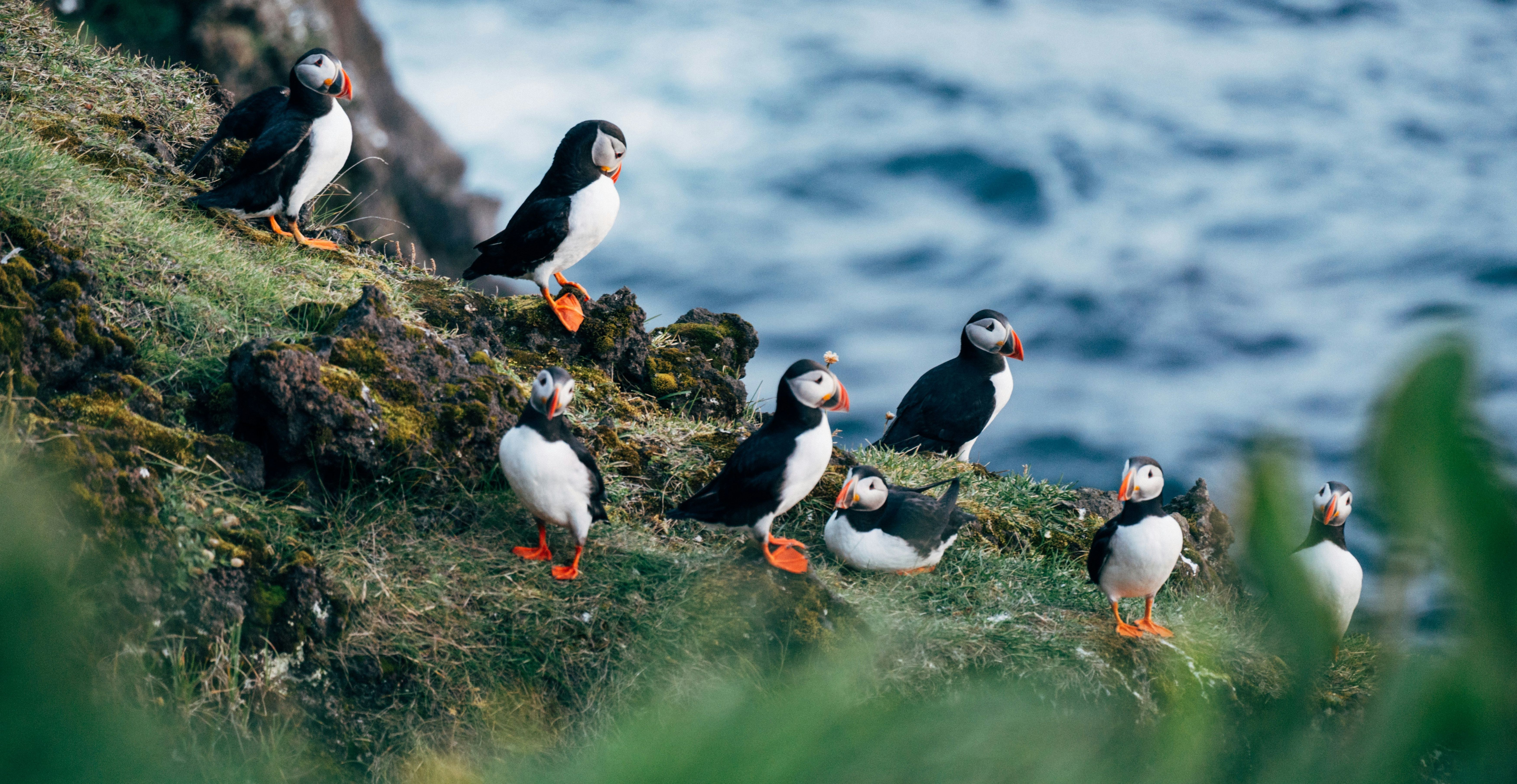 IJsland-westjorden-puffins-papegaaiduikers