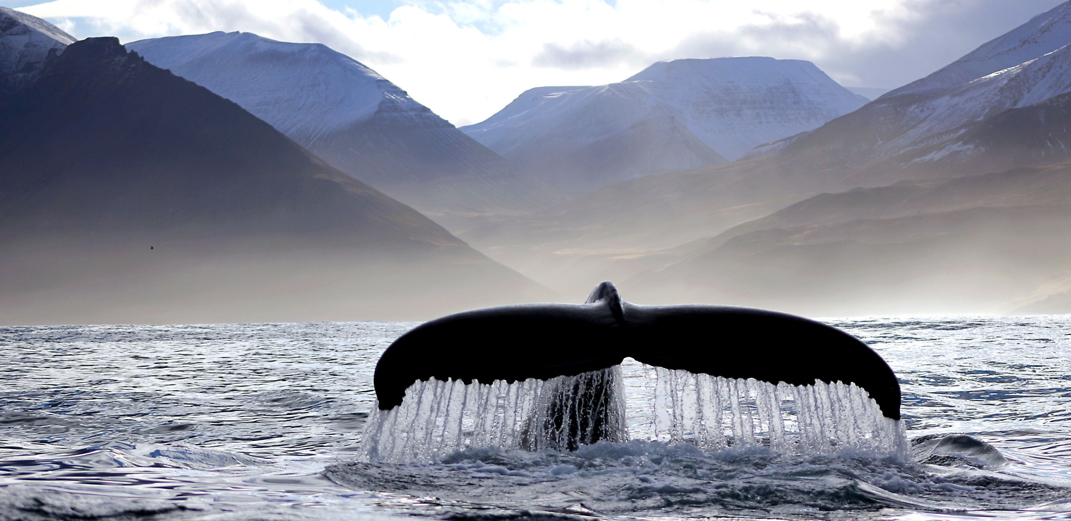 IJsland-Walvis