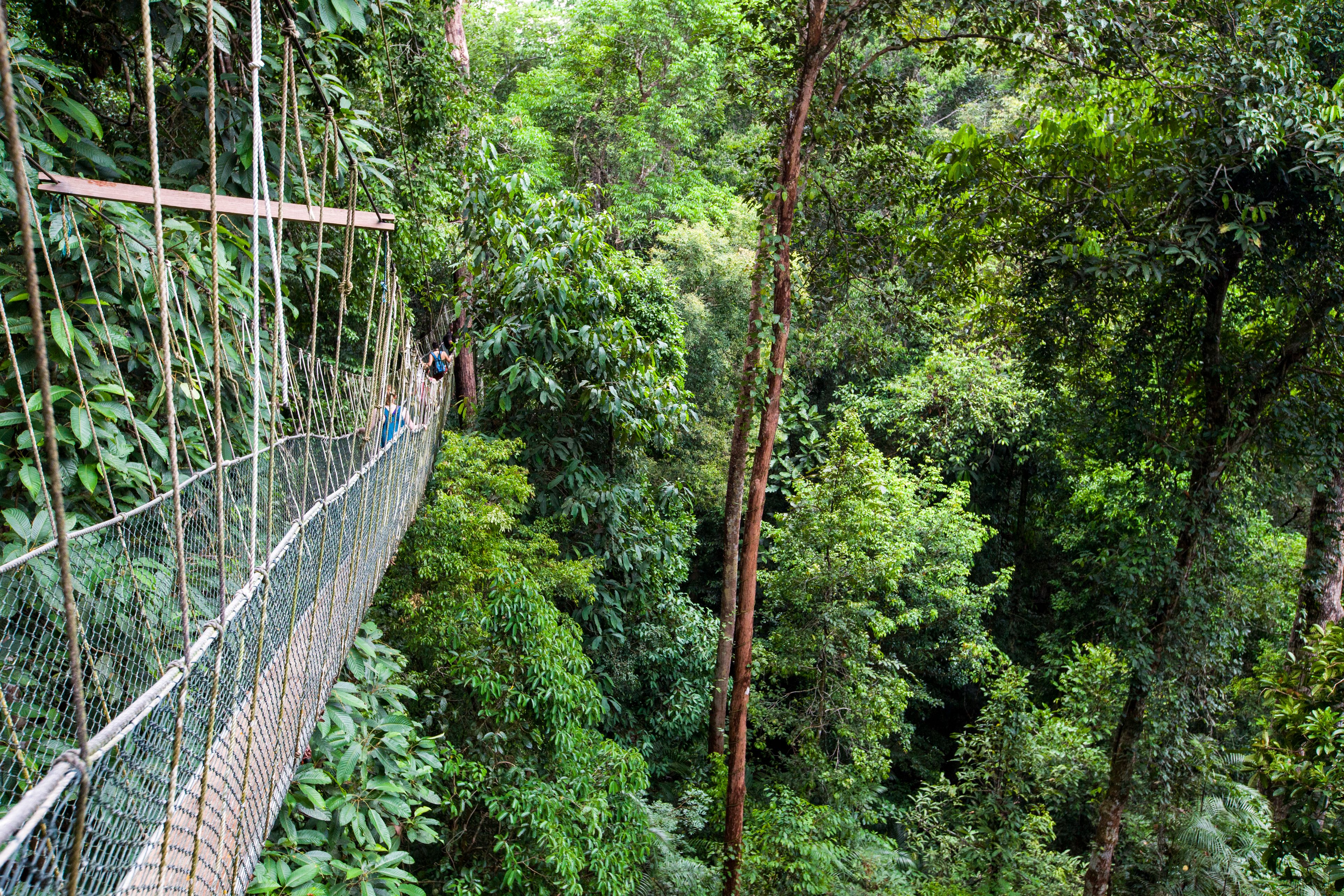 Canopy walk Taman Negara Maleisie