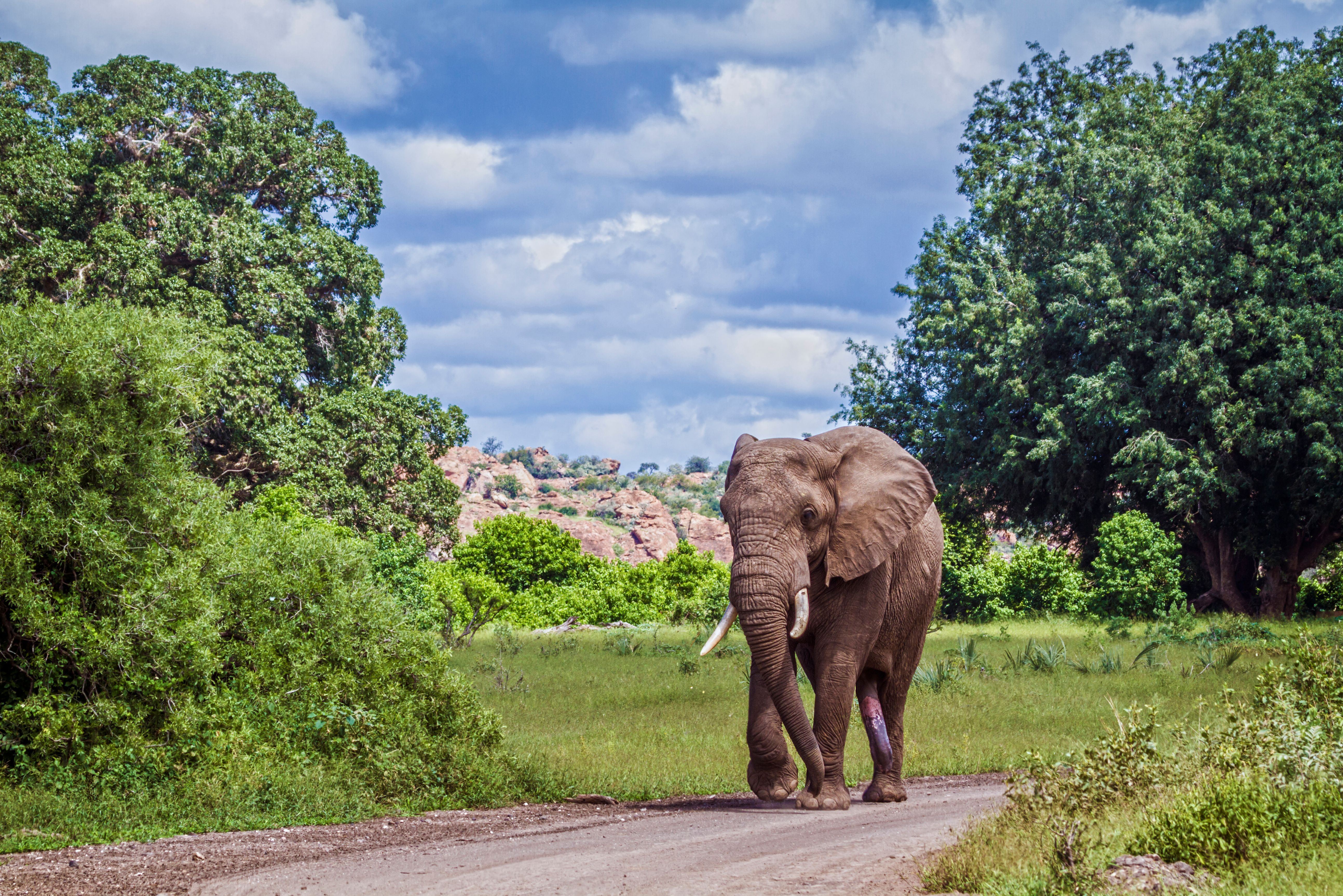 zuid-afrika-limpopo-mapungubwe-national-park-landschap-olifant