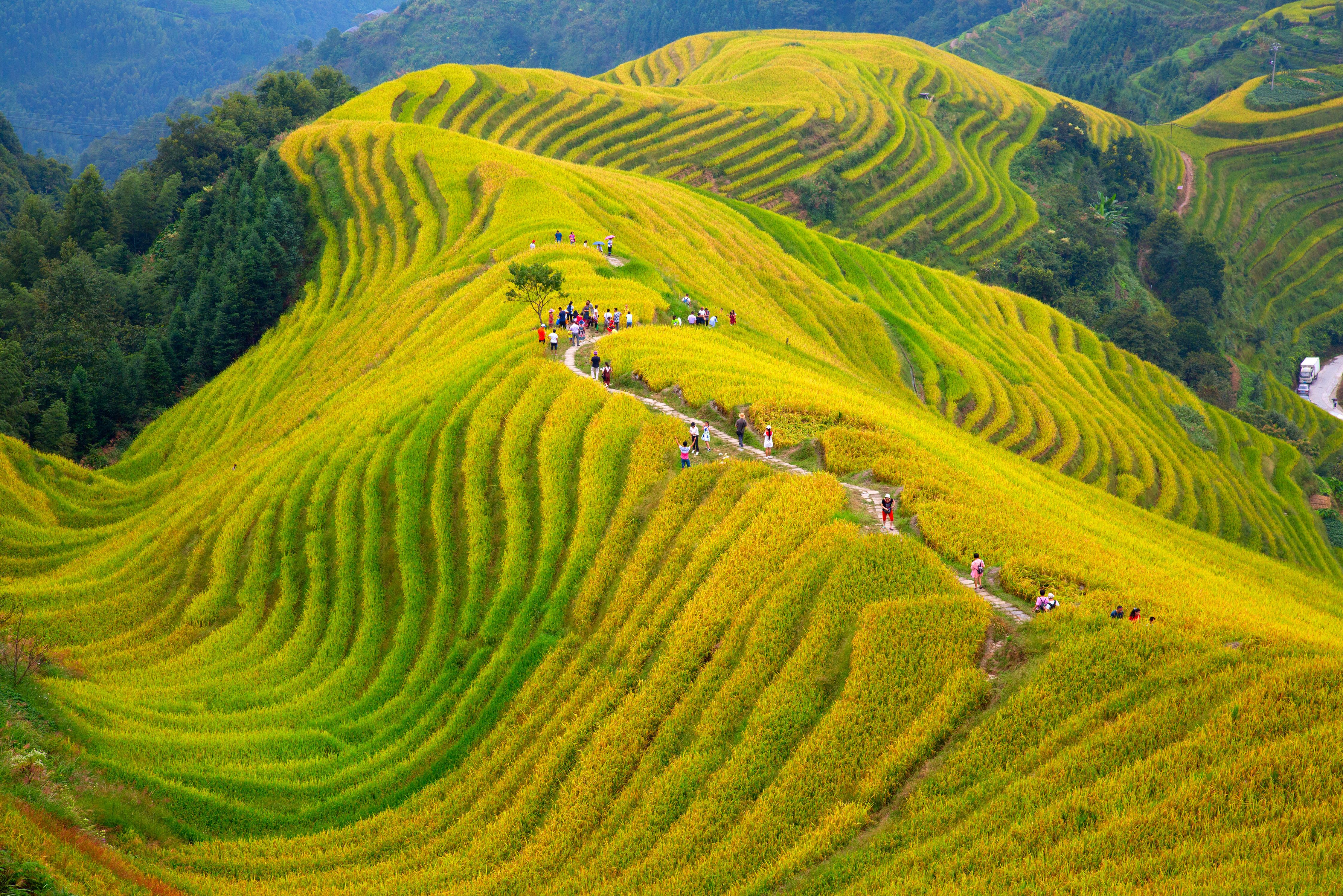 china-drakensrug-rijstvelden-longji