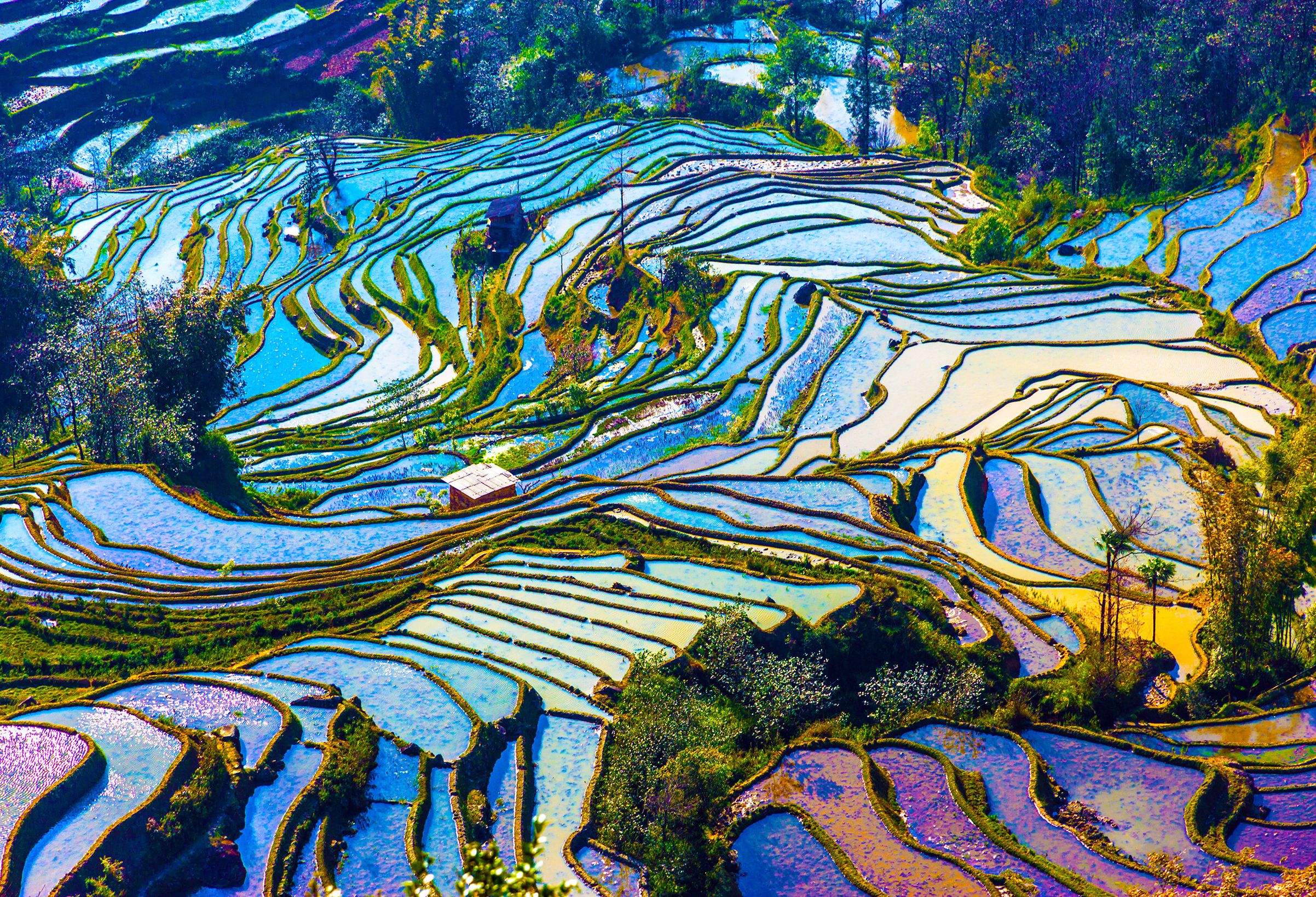 china-longshen-drakensrug-rijstvelden-voorjaar