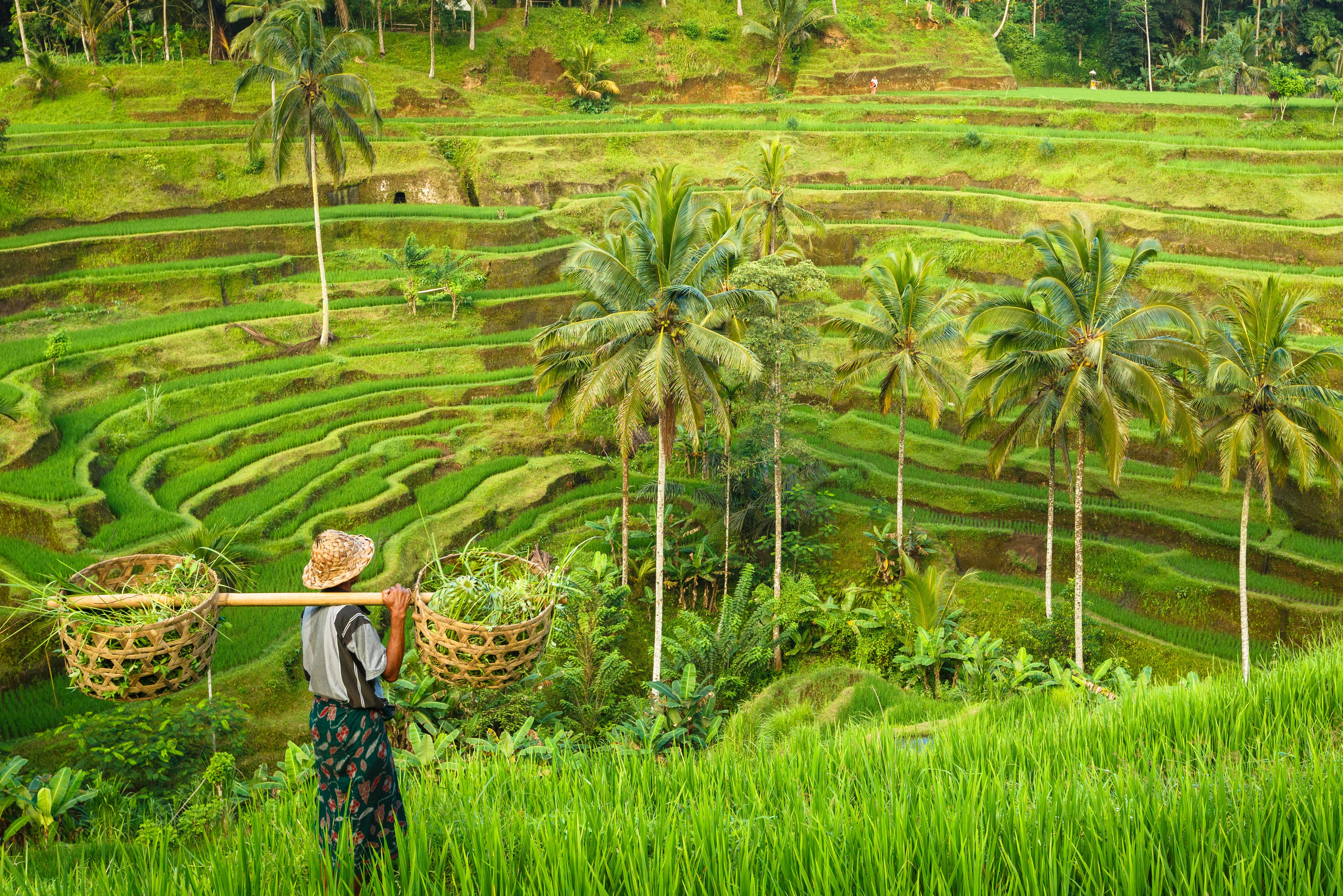 Indonesie-Bali-Rijstvelden