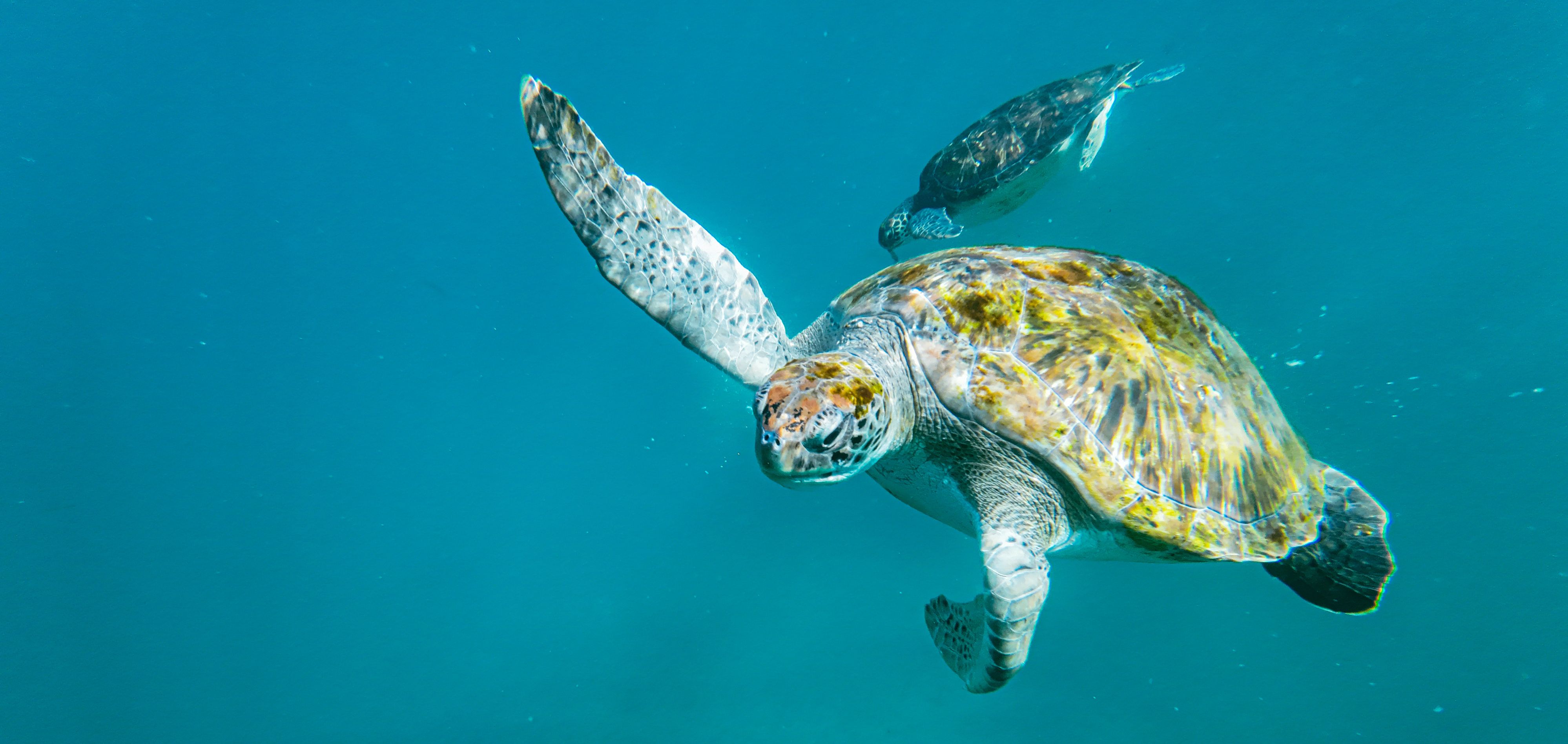Kaapverdie-Zeeschildpadden