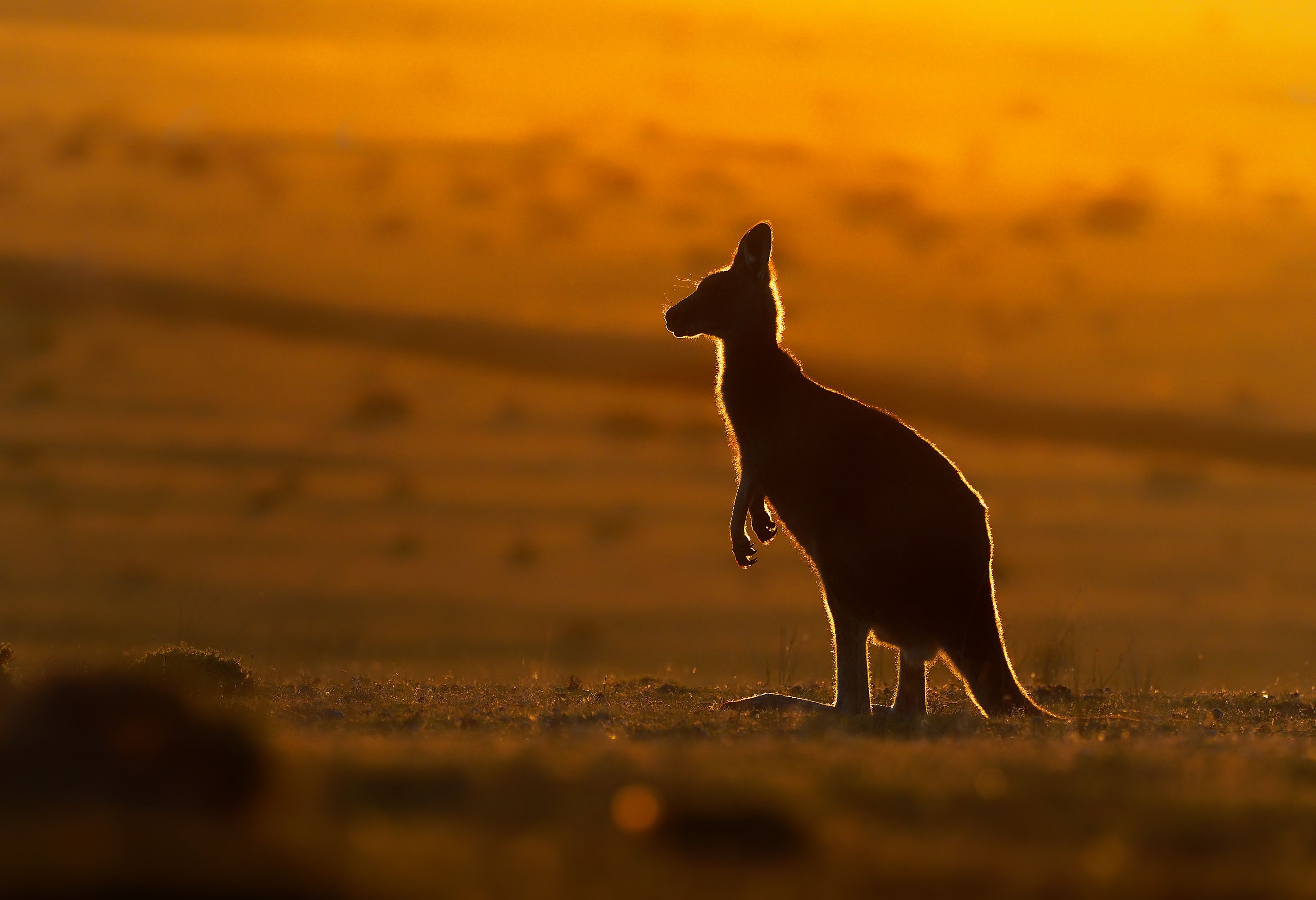 Kangaroo op Kangaroo Island