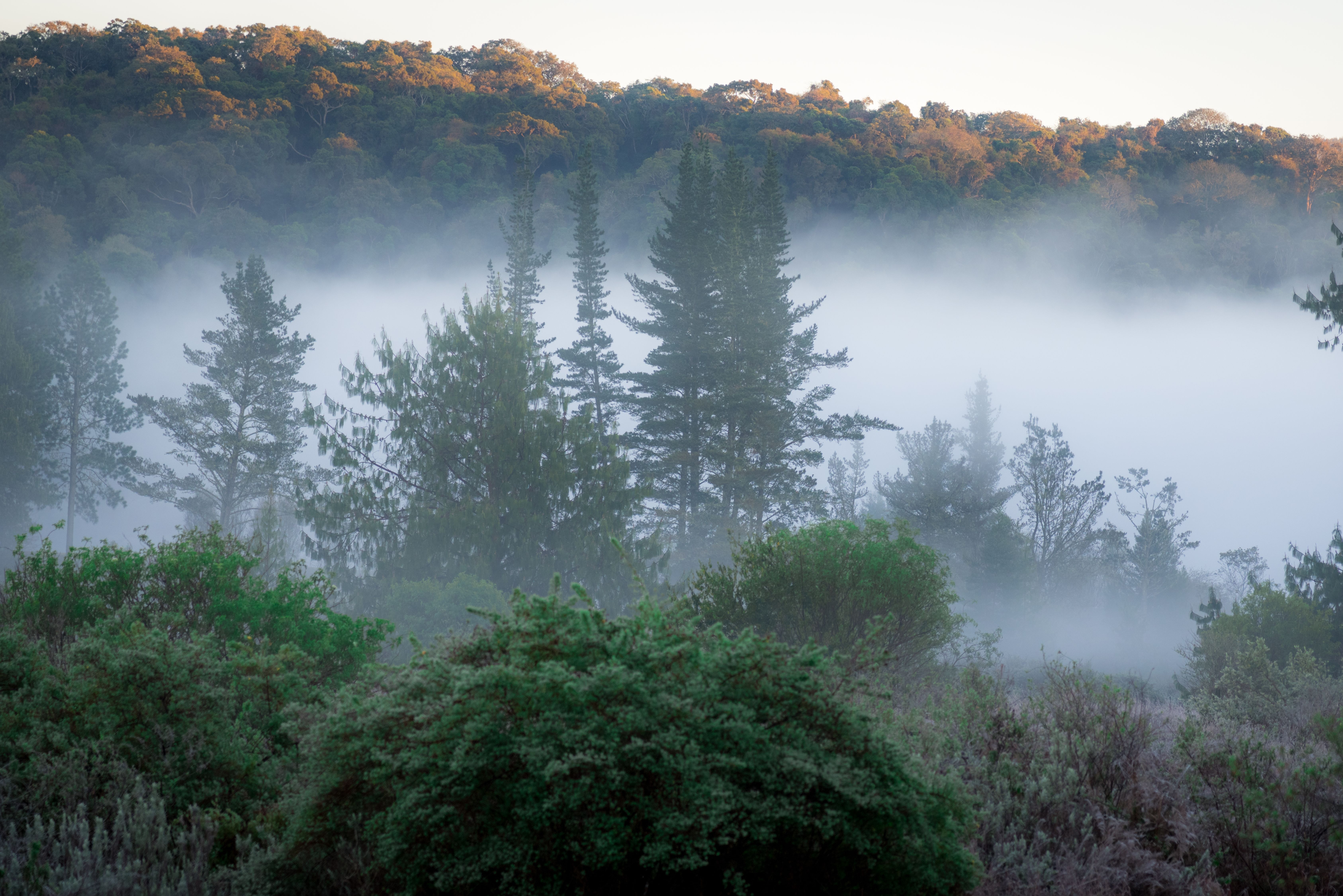 Mist in Magoebaskloof
