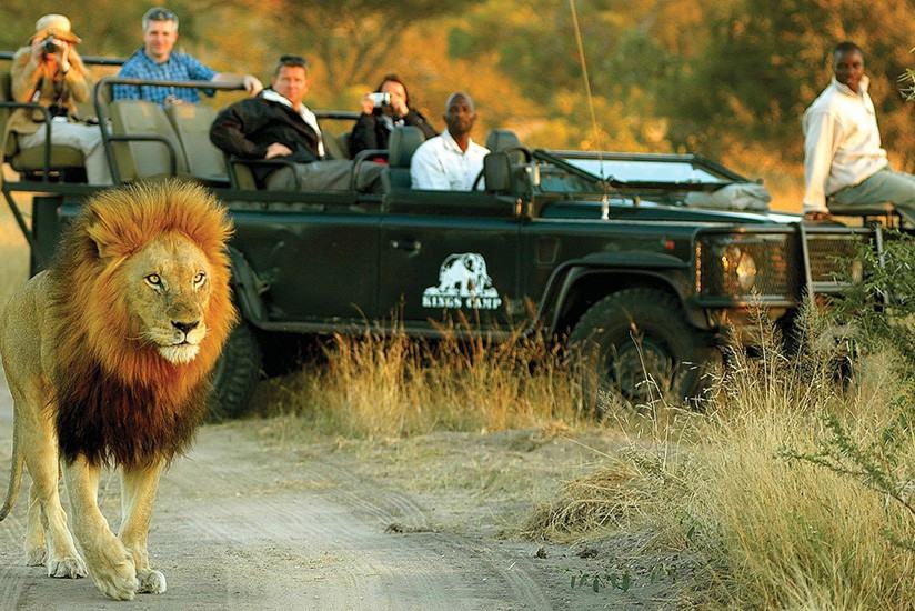 Game Drive Timbavati in Zuid-Afrika