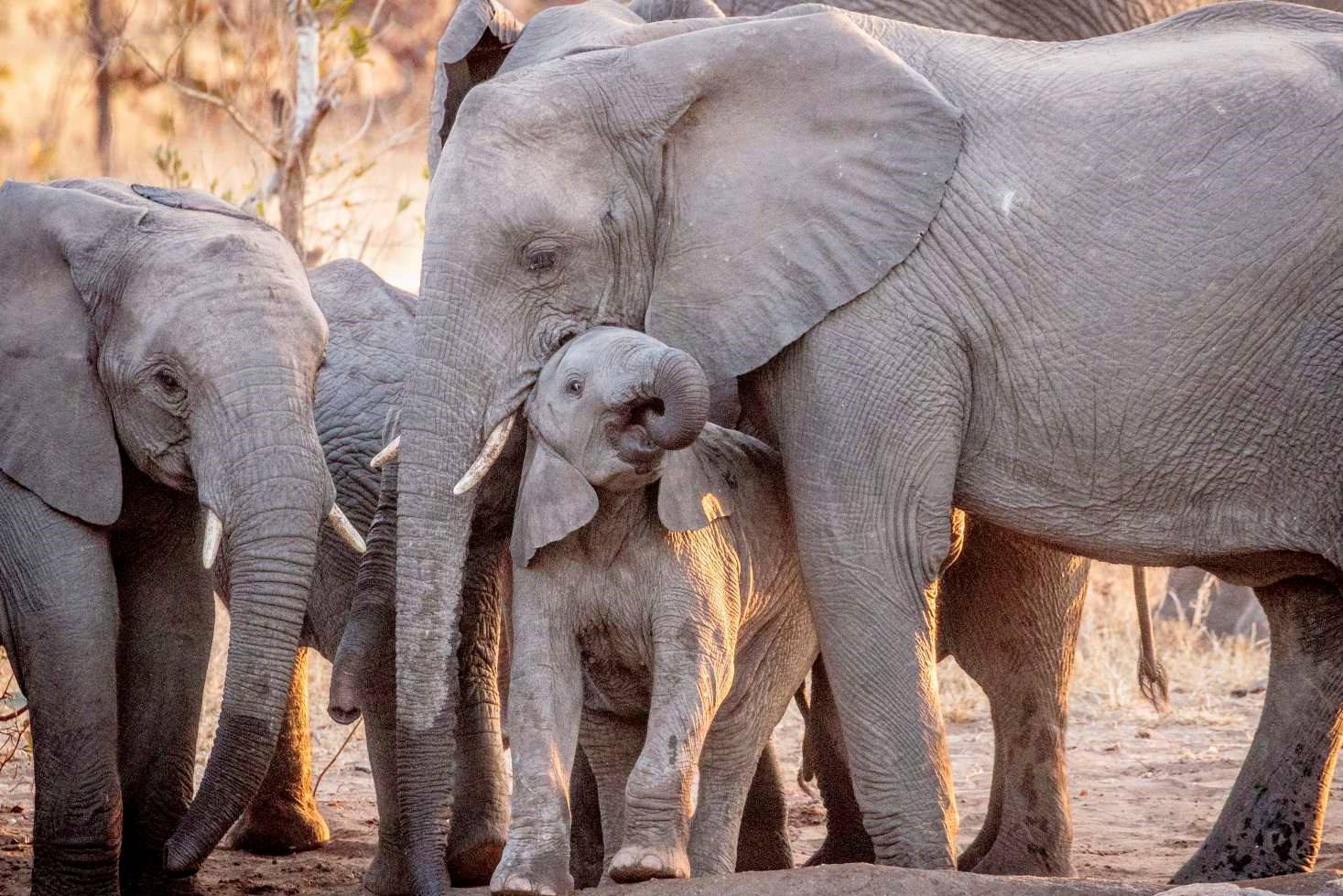Olifanten in Zuid-Afrika in Timbavati
