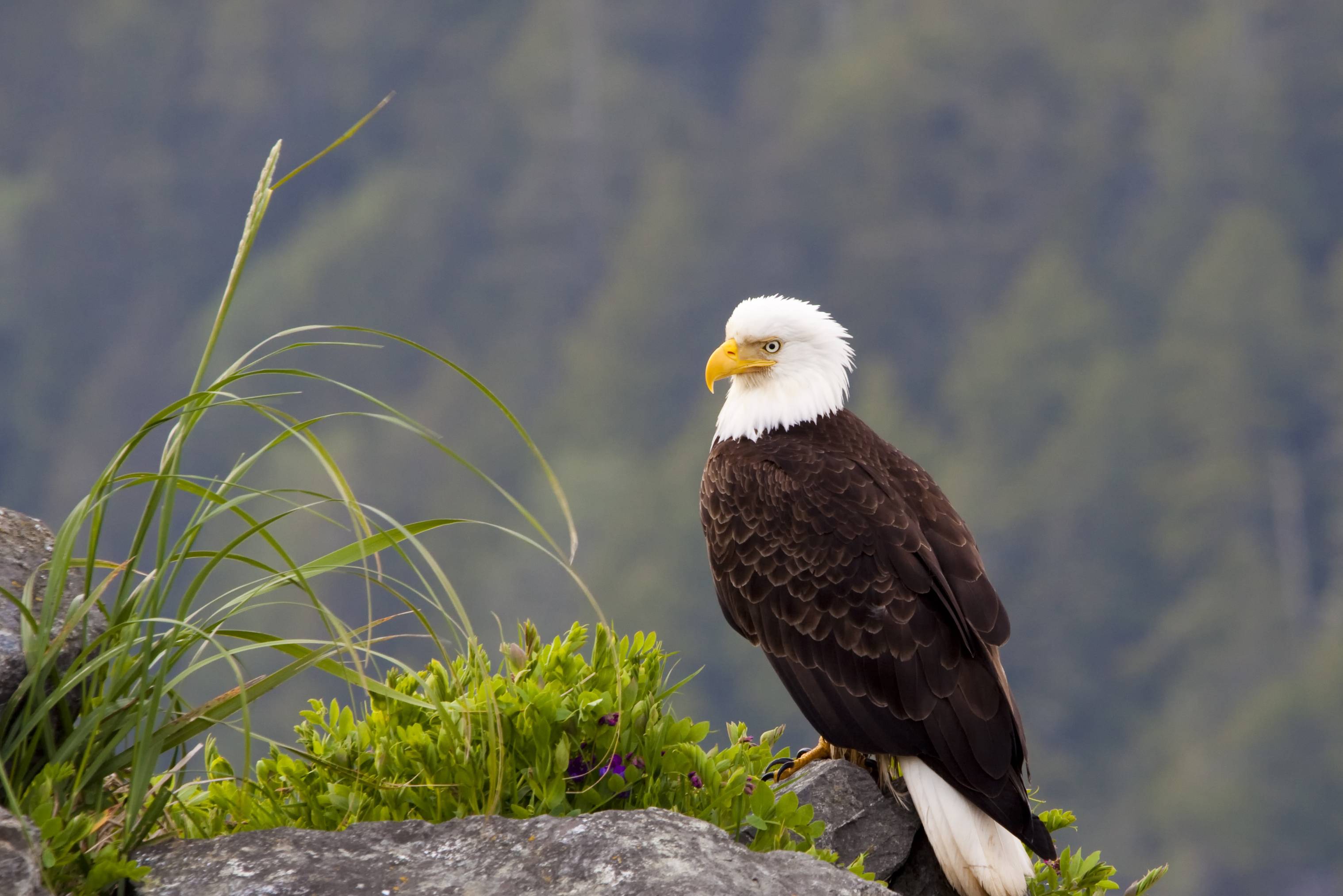 Zeearend op Vancouver Island