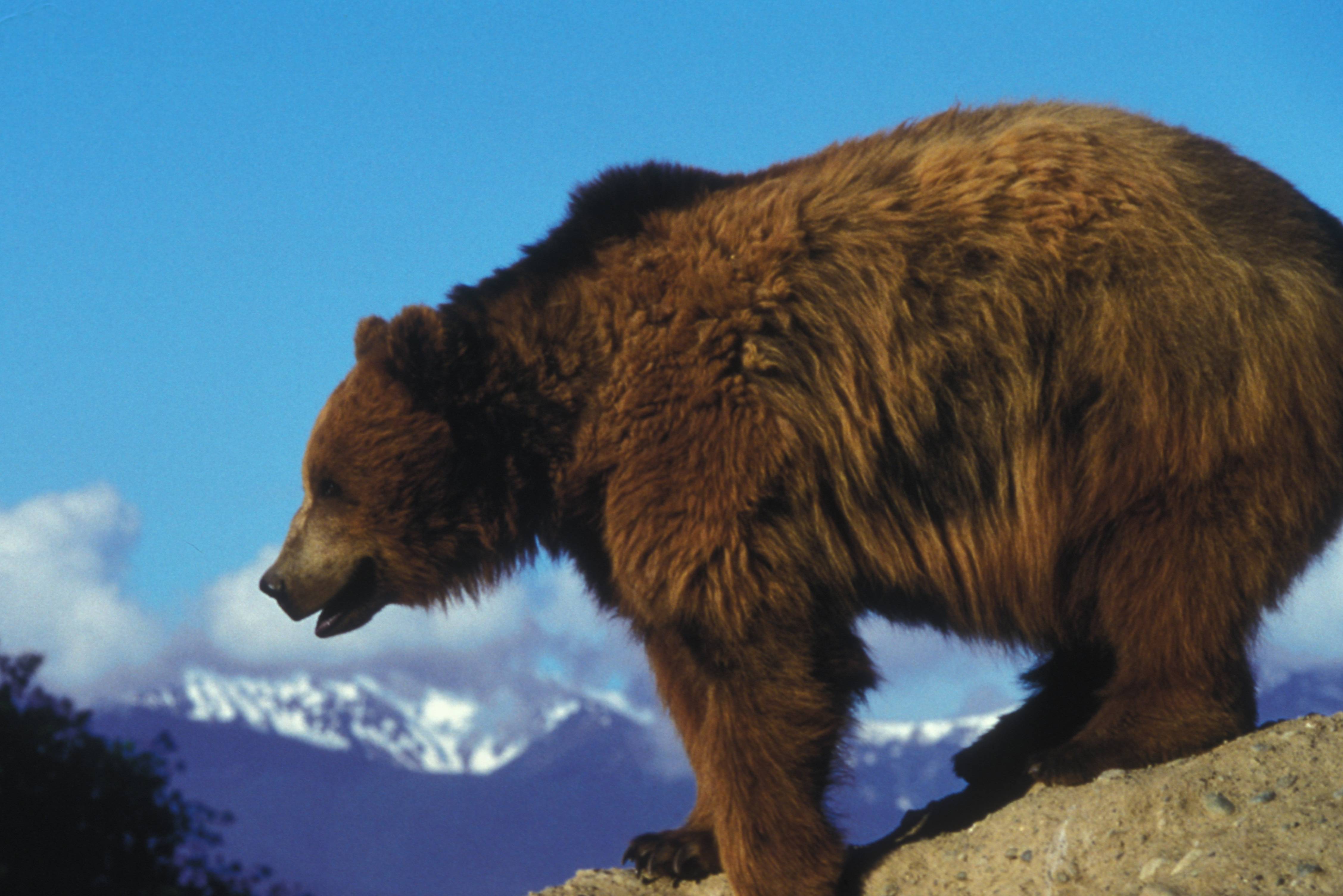 Grizzly beer in de Rocky Mountains