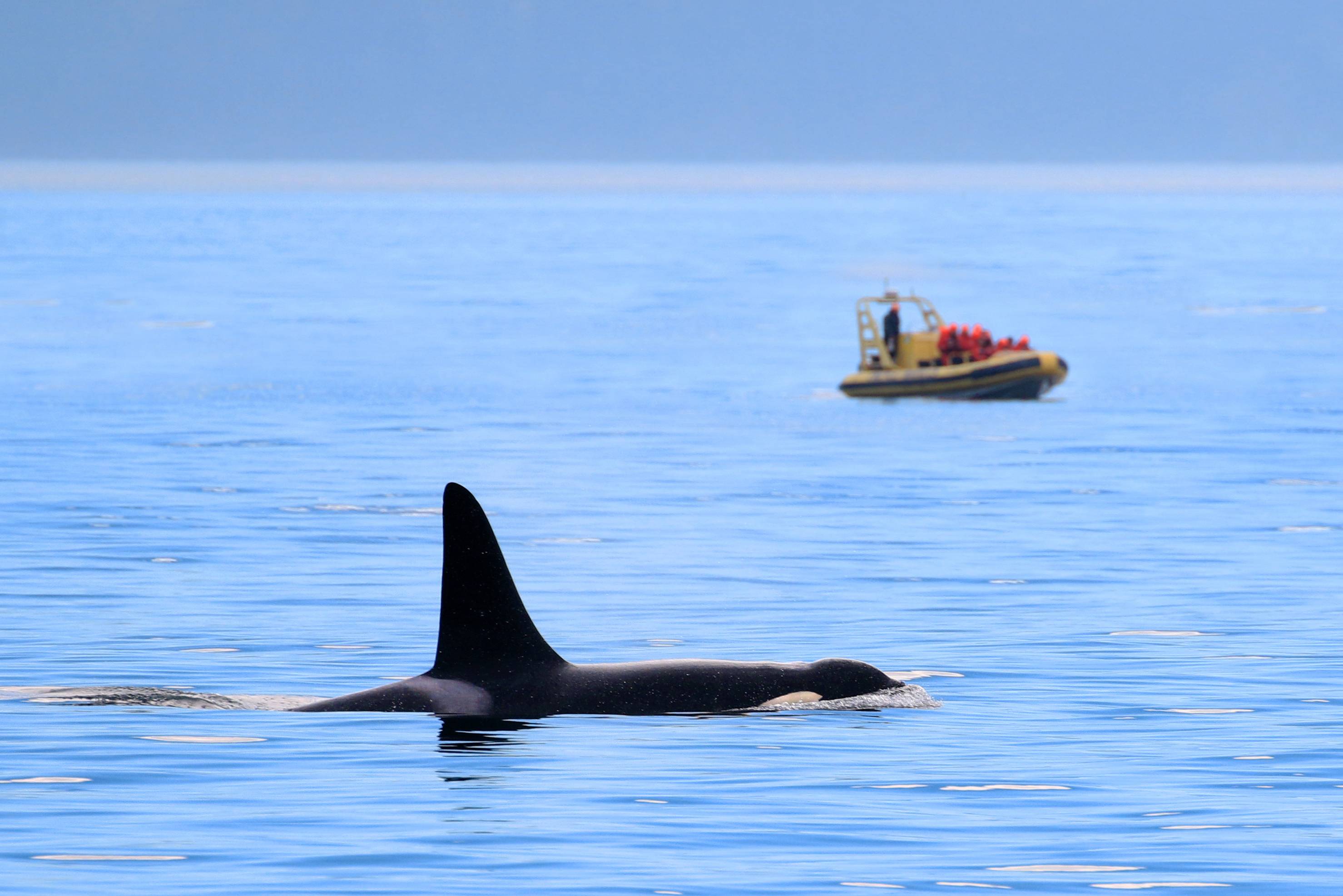 Orka excursie Vancouver Island