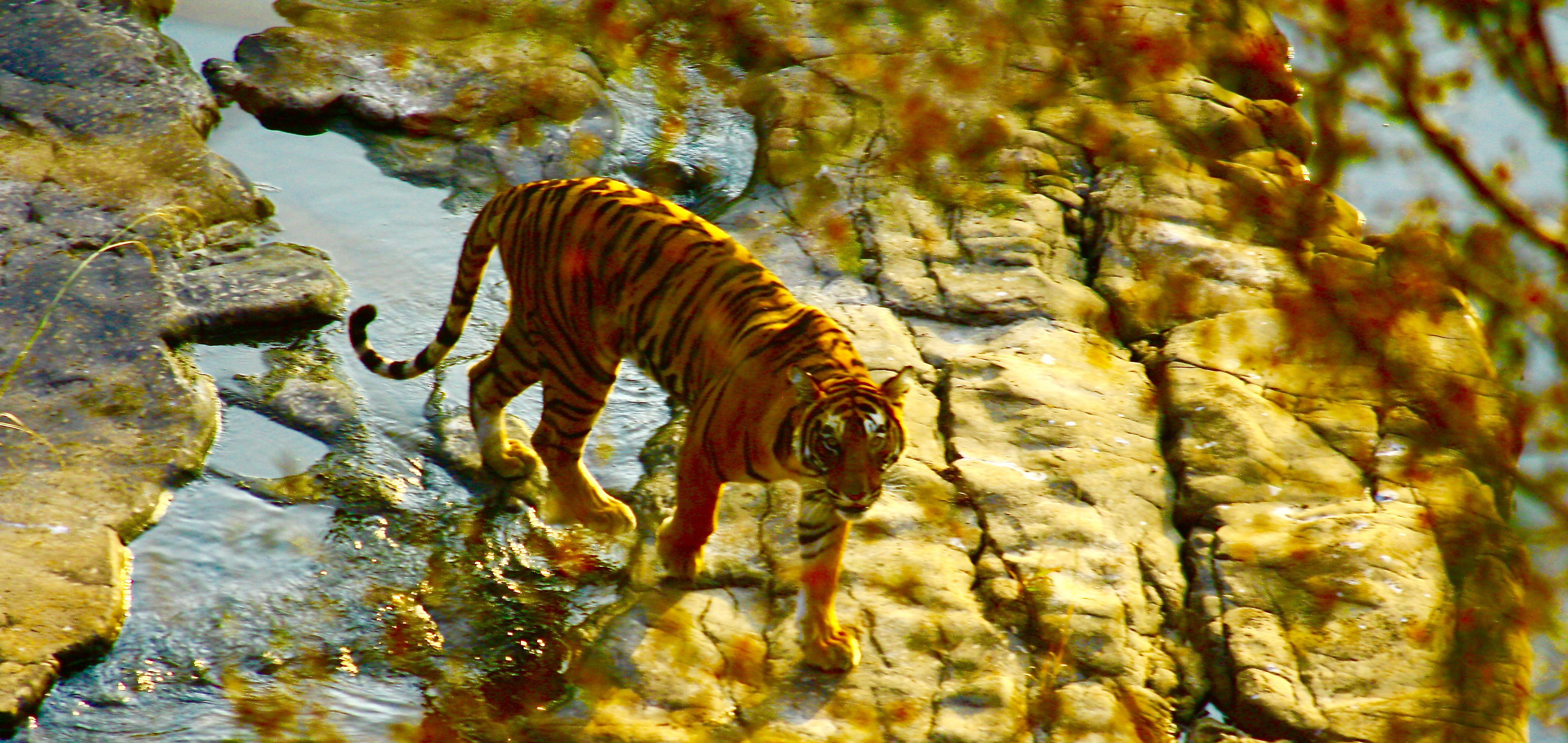 Tijger in Ranthambore National PArk